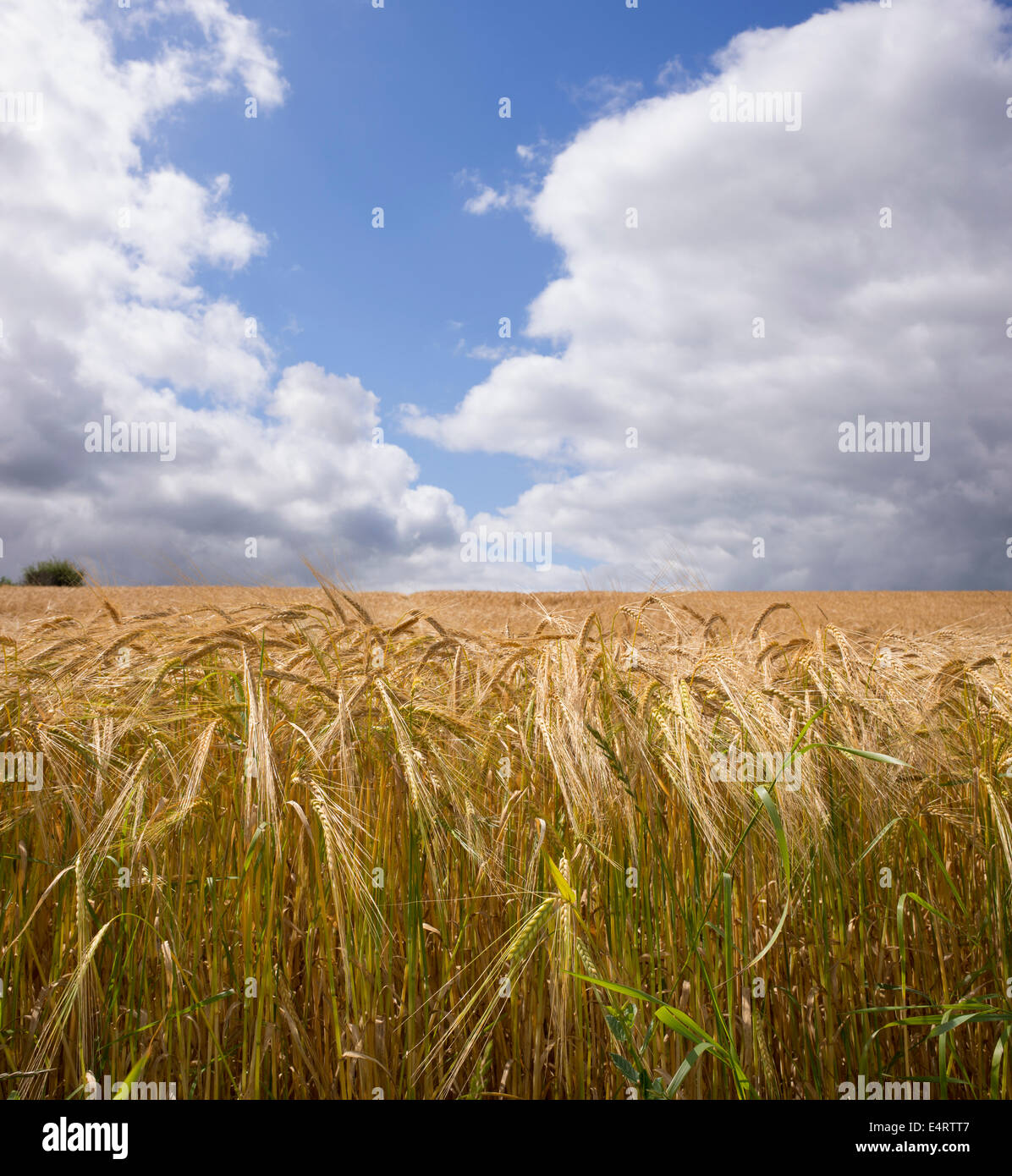 Hordeum vulgare. Barley field against a cloudy blue sky Stock Photo
