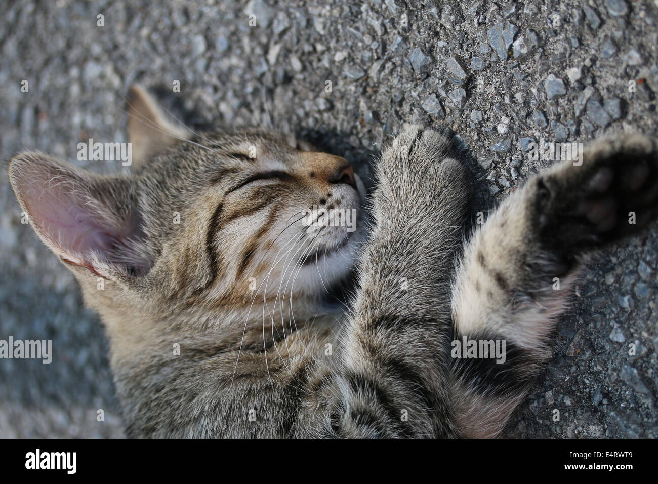 Young Sleeping Pussy