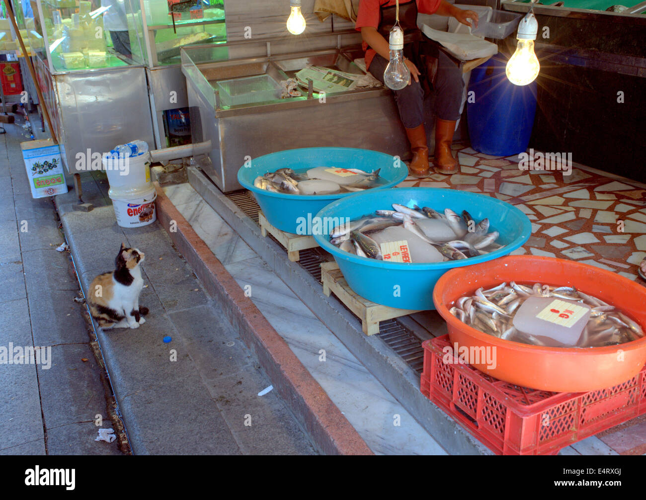Cat looks for food in fish market Stock Photo