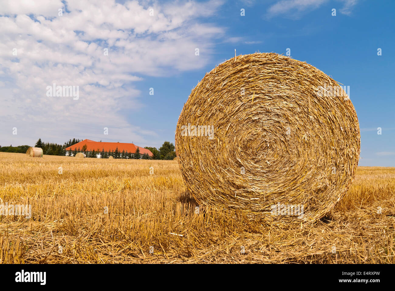 A field with straw bale after the harvest in the agriculture., Ein Feld mit Strohballen nach der Ernte in der Landwirtschaft. Stock Photo