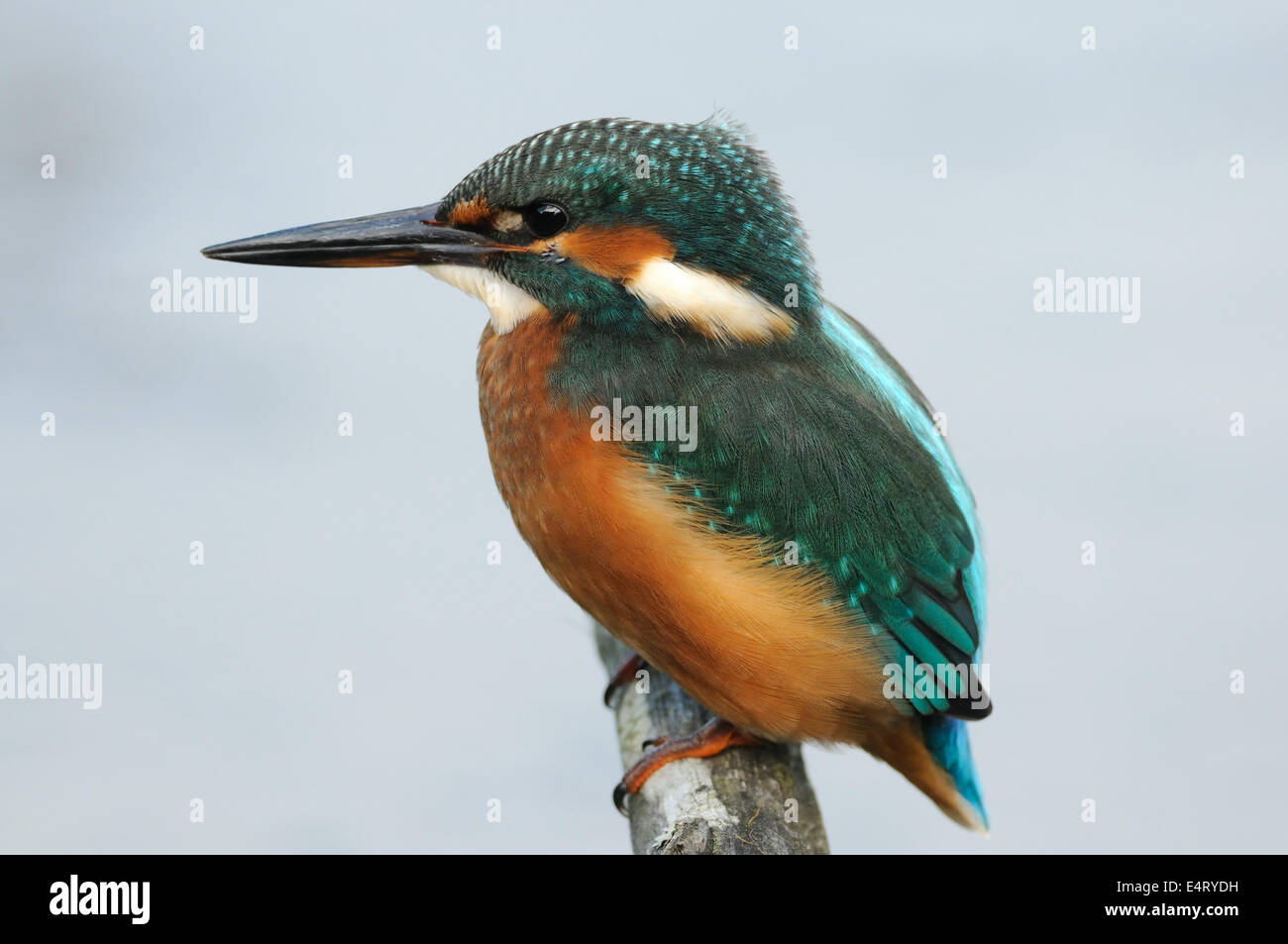 Male Kingfisher Stock Photo