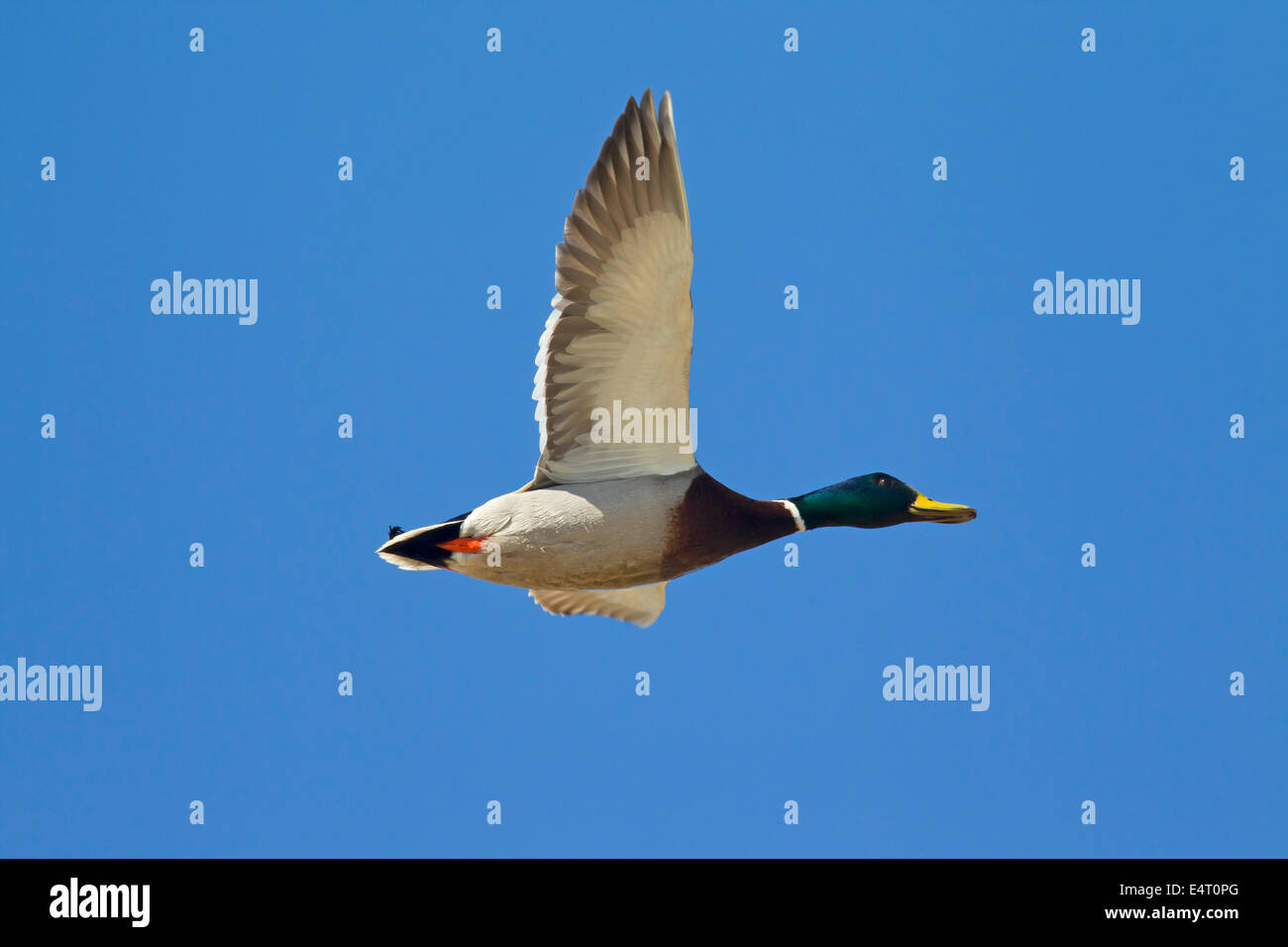 Mallard / Wild Duck (Anas platyrhynchos) male / drake in flight Stock Photo
