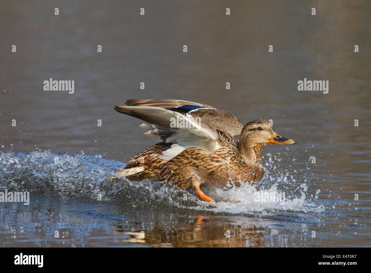 Mallard / Wild Duck (Anas platyrhynchos) female landing on water of lake Stock Photo