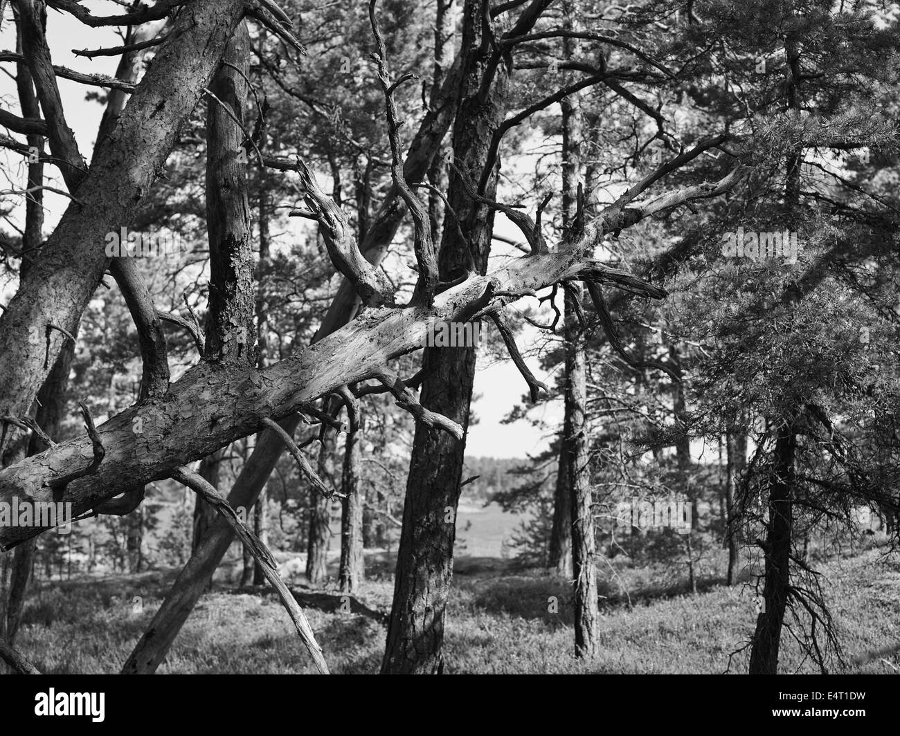 The crashed trunk in Scandinavian forests in the archipelago, black and white image Stock Photo