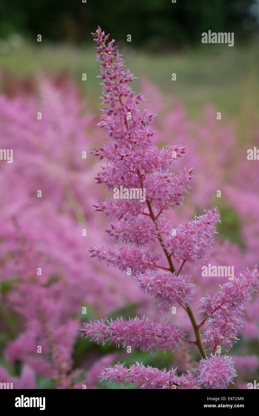 Beautiful pink flowers of the Astilbe plant Stock Photo