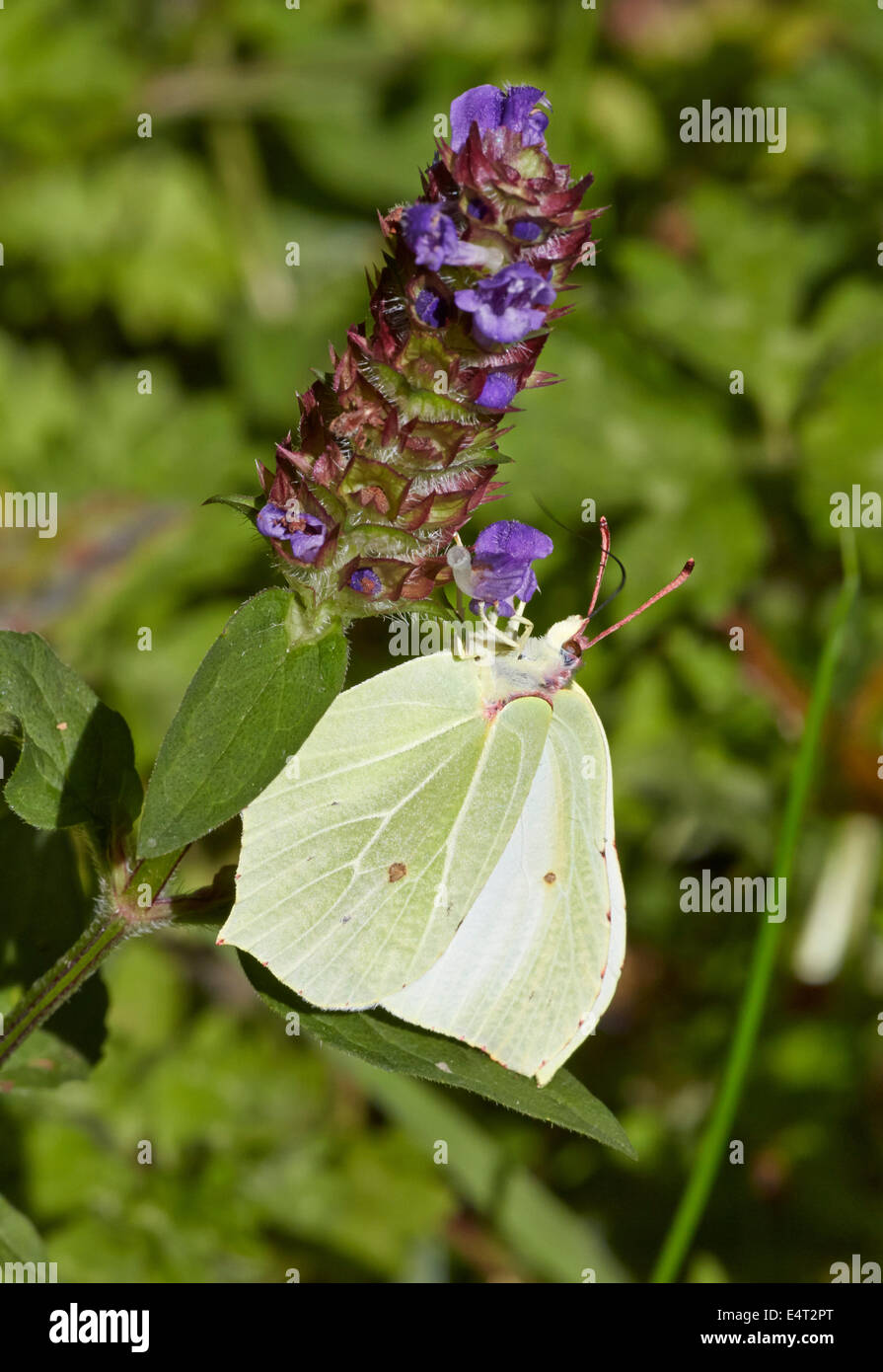 Brimstone butterfly (female) feeding on Self-Heal flower. Bookham Common, Surrey, England. Stock Photo