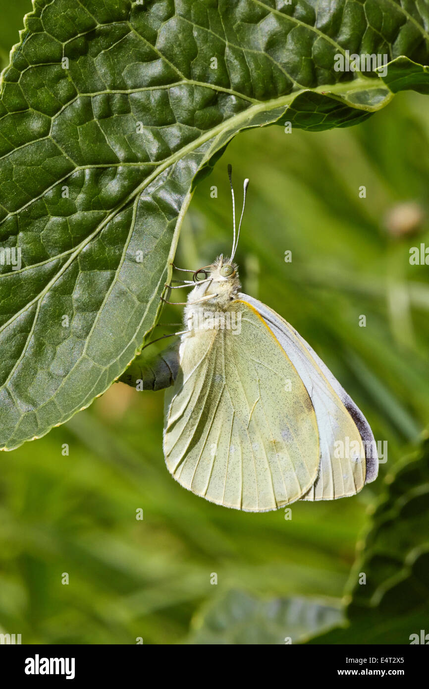 Large White butterfly laying eggs on horseradish. Leigh Hill Common