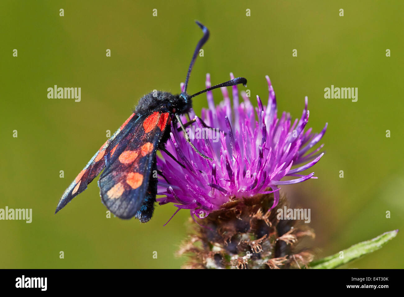 Six-spot Burnet moth on Knapweed. Hurst Meadows, West Molesey, Surrey, England. Stock Photo