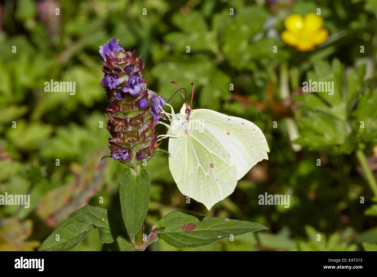 Brimstone butterfly (female) feeding on Bugle flower. Bookham Common, Surrey, England. Stock Photo