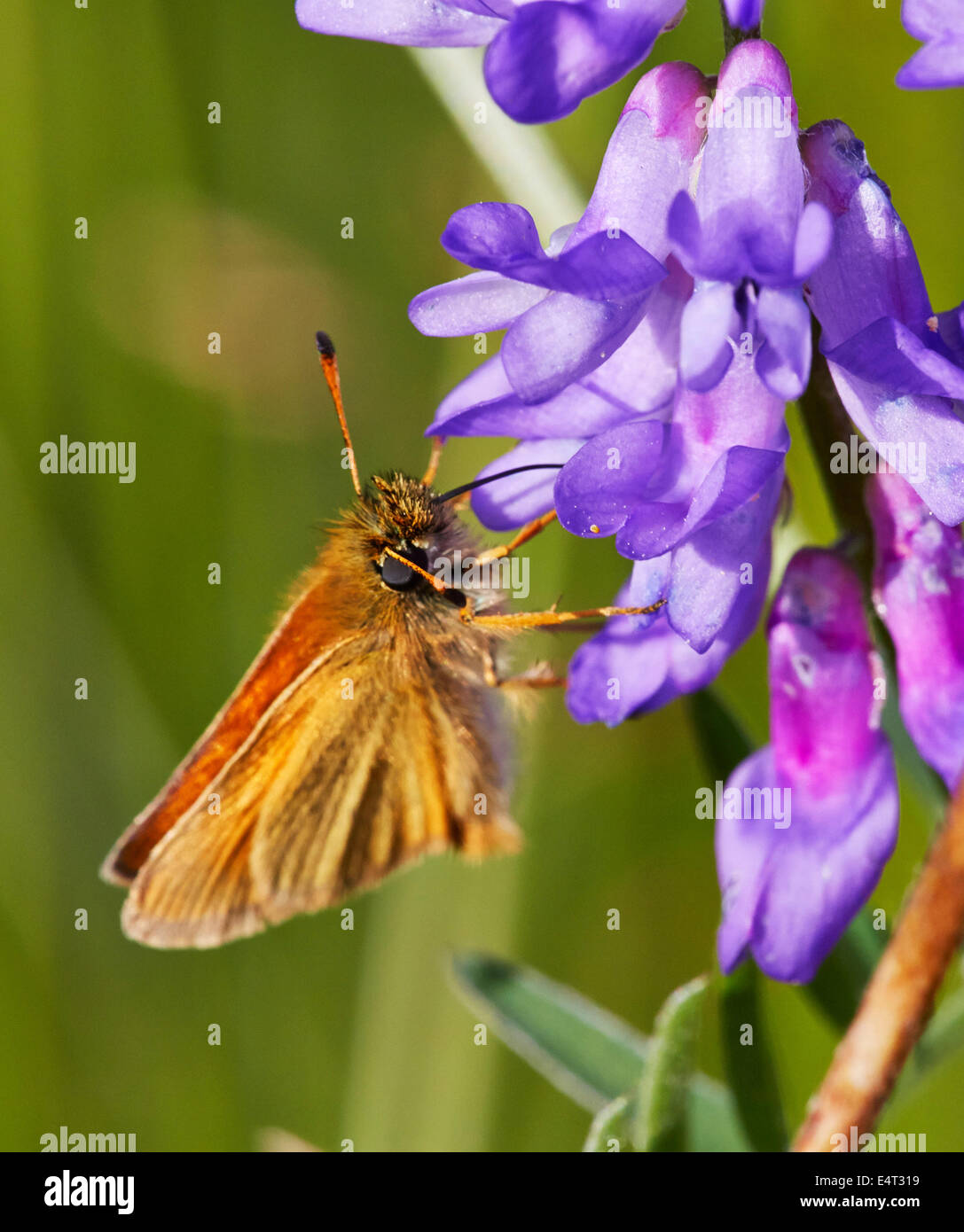 Essex Skipper butterfly feeding on tufted vetch. Hurst Meadows, West Molesey, Surrey, England. Stock Photo