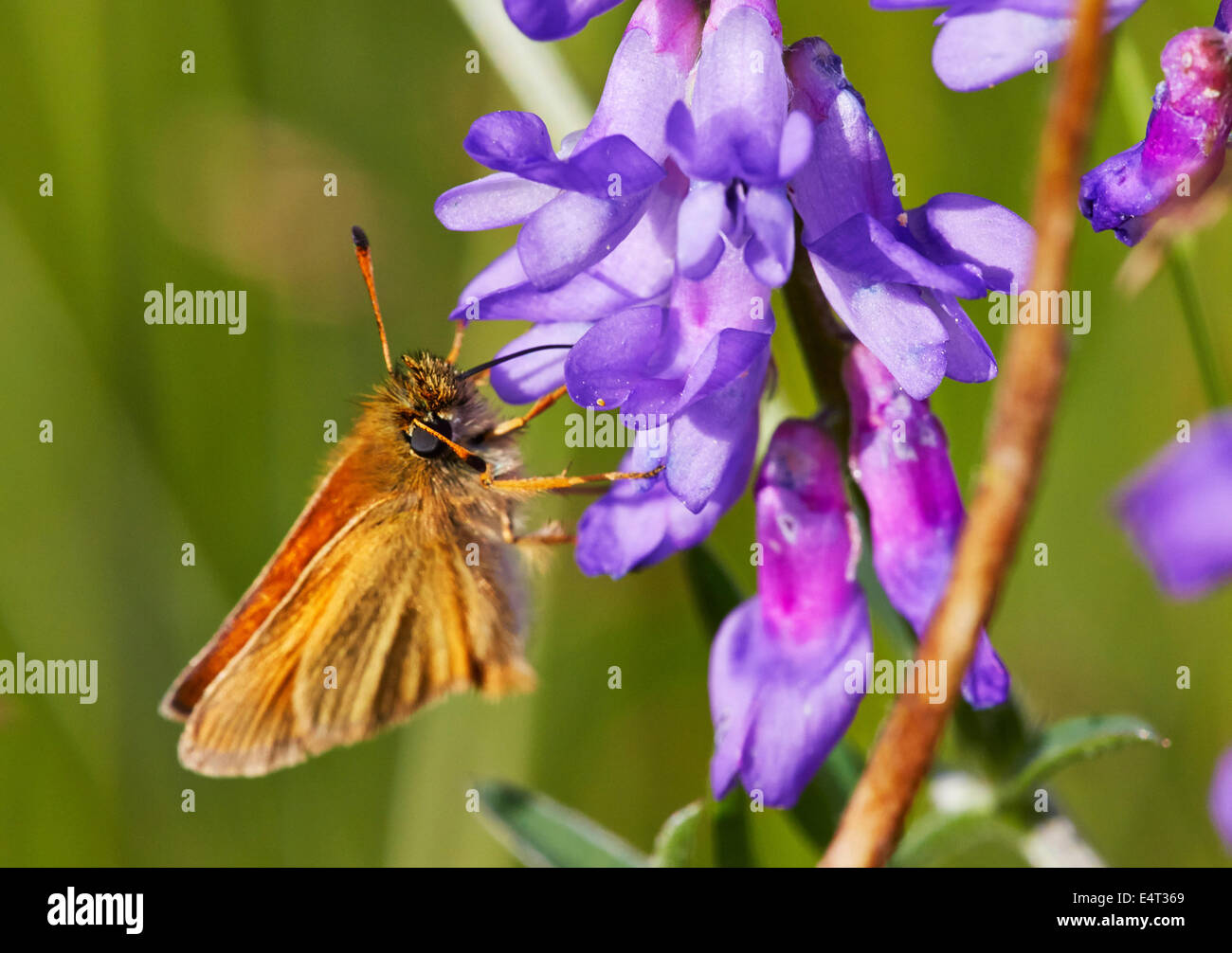 Essex Skipper butterfly feeding on tufted vetch. Hurst Meadows, West Molesey, Surrey, England. Stock Photo