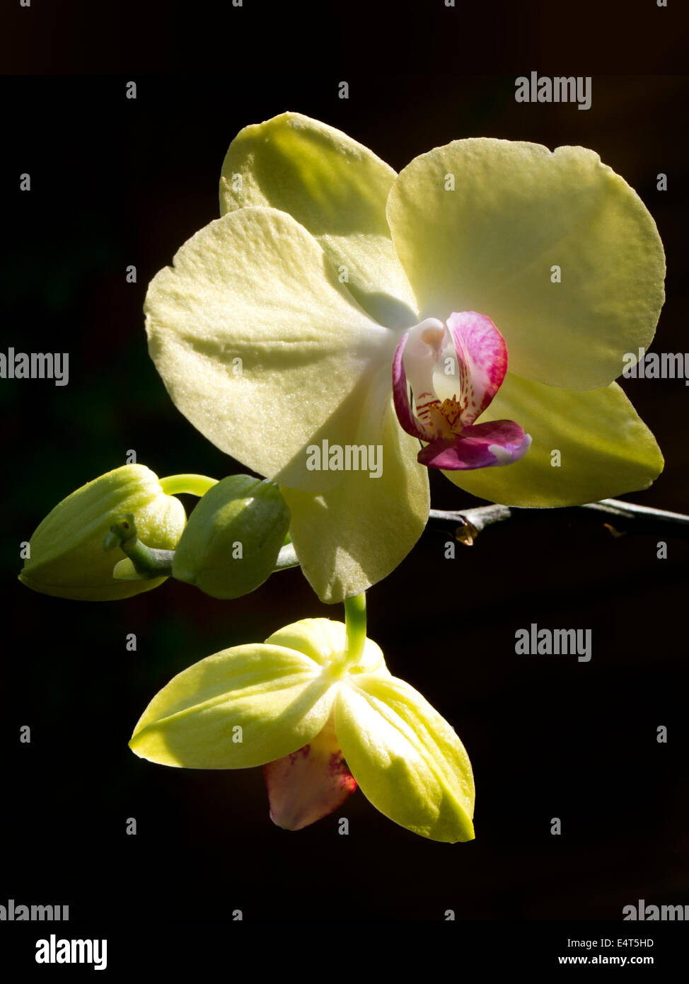 orchid Phalaenopsis yellow with bud Stock Photo