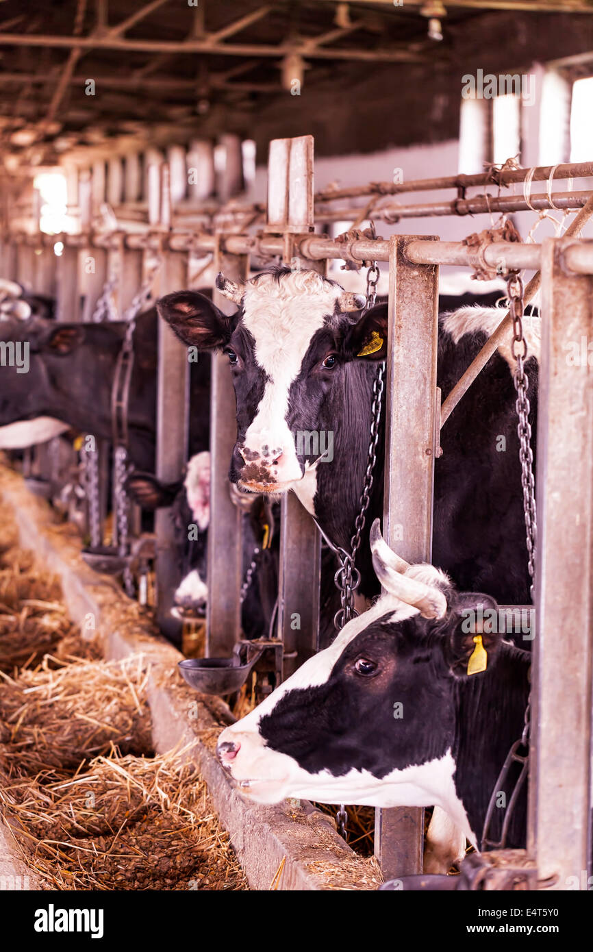 Black and white cows in a stable Stock Photo - Alamy