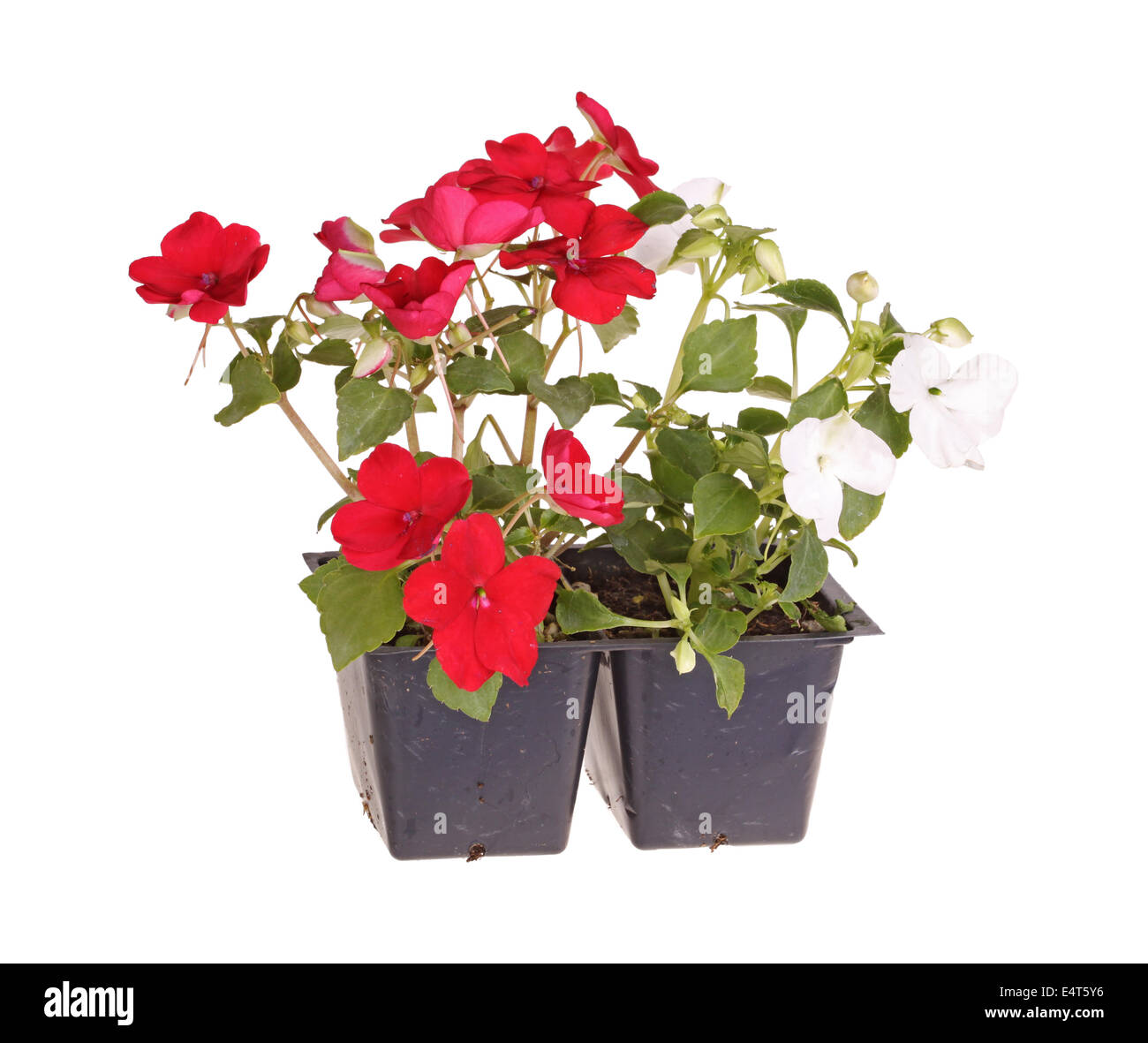 Pack containing two seedlings of impatiens plants (Impatiens wallerana) flowering in red and white ready for transplanting into Stock Photo