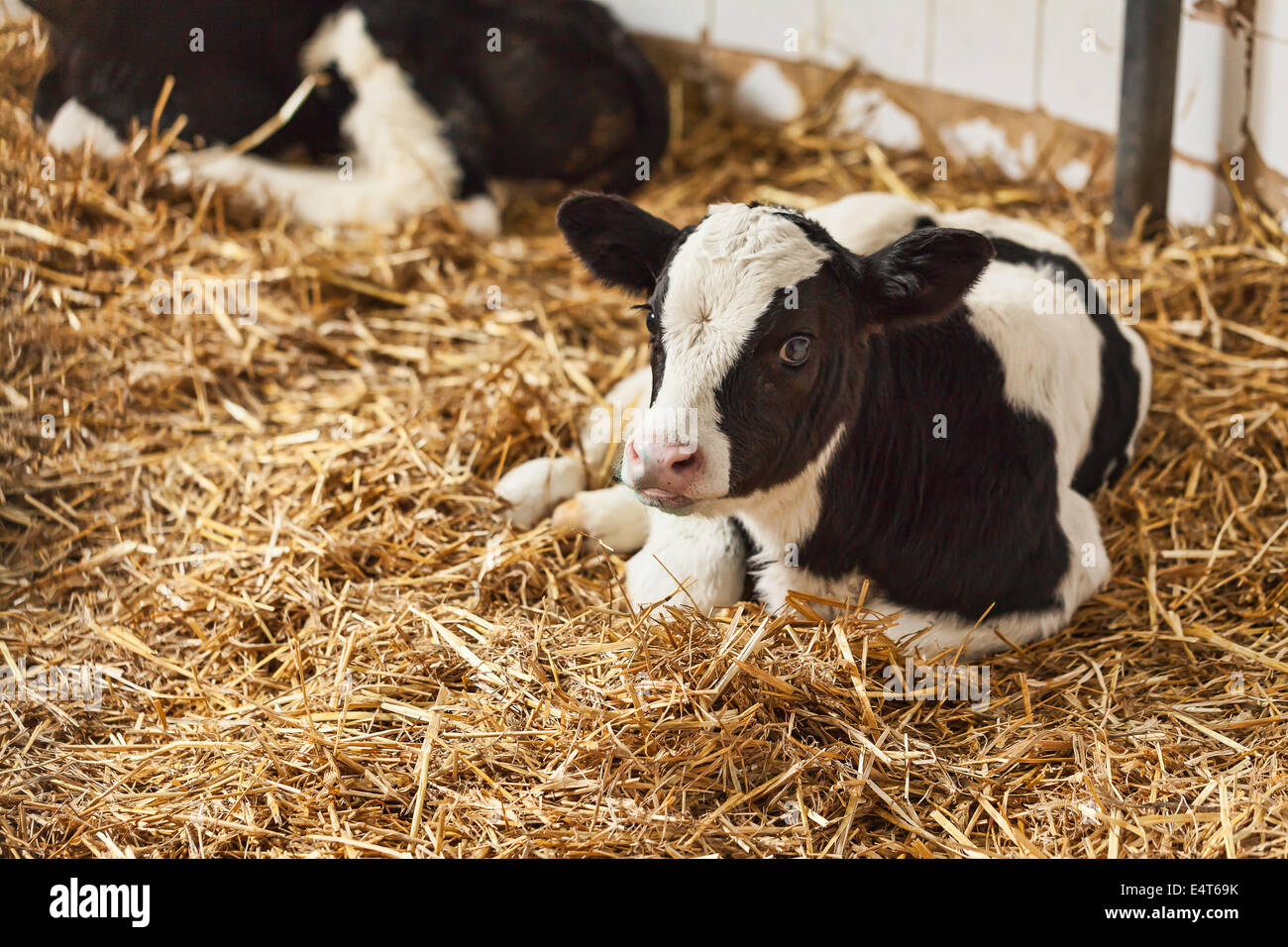 Portrait of calf lying in straw on farm Stock Photo - Alamy