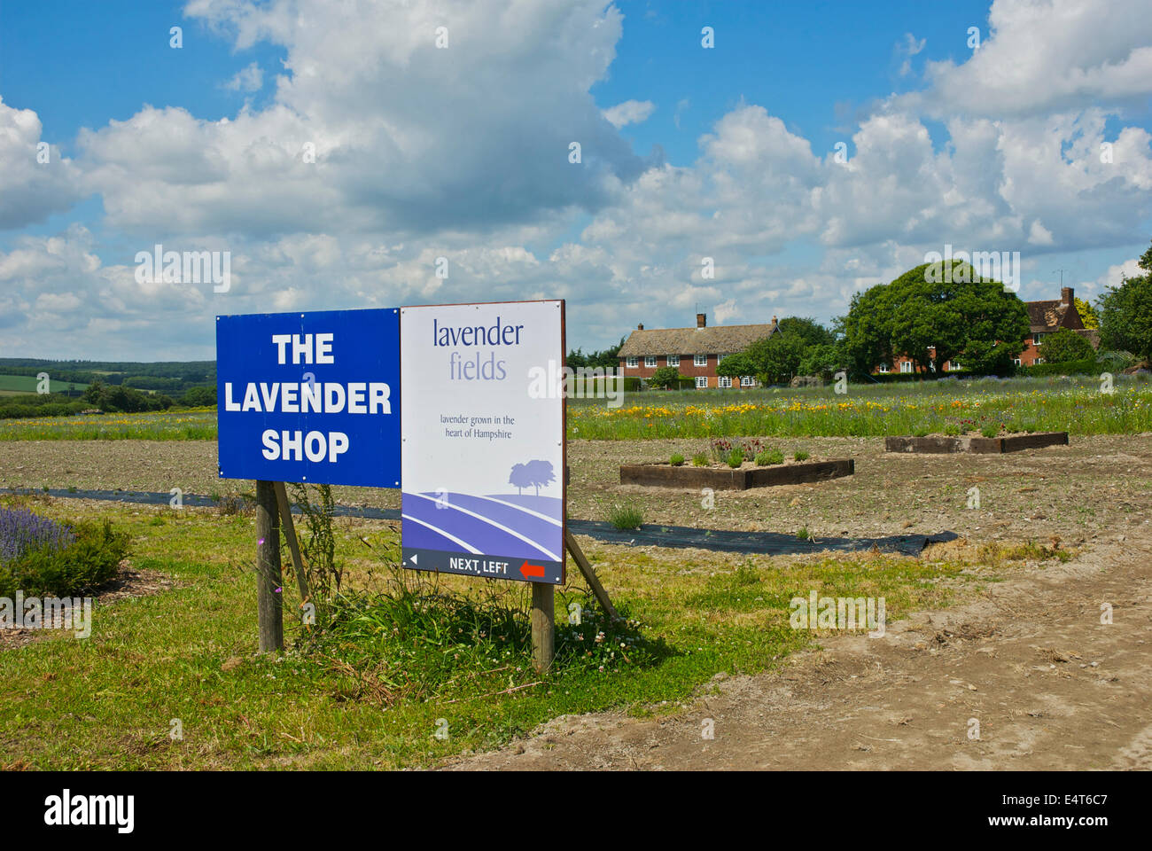 The Lavender Fields, Hartley Park Farm, Alton, Hampshire, England UK
