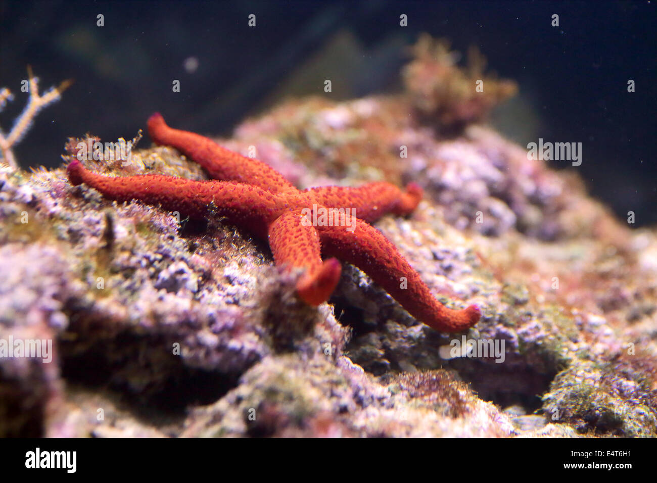A red starfish is resting on a reef Stock Photo