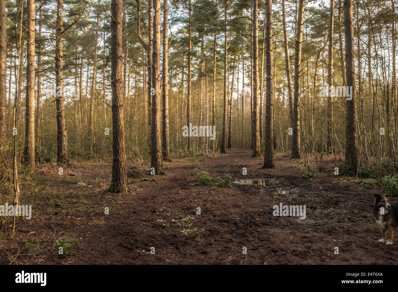 Landscape Tree Trees Wood Deciduous Pines Path Light Pool Forest Hi Res