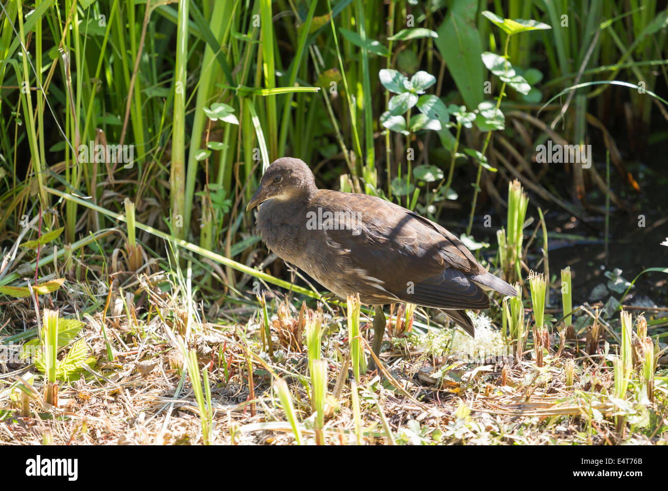Juvenile common moorhen (Gallinula chloropus) standing in reeds at Arundel Wildfowl and Wetlands Trust, West Sussex, UK Stock Photo