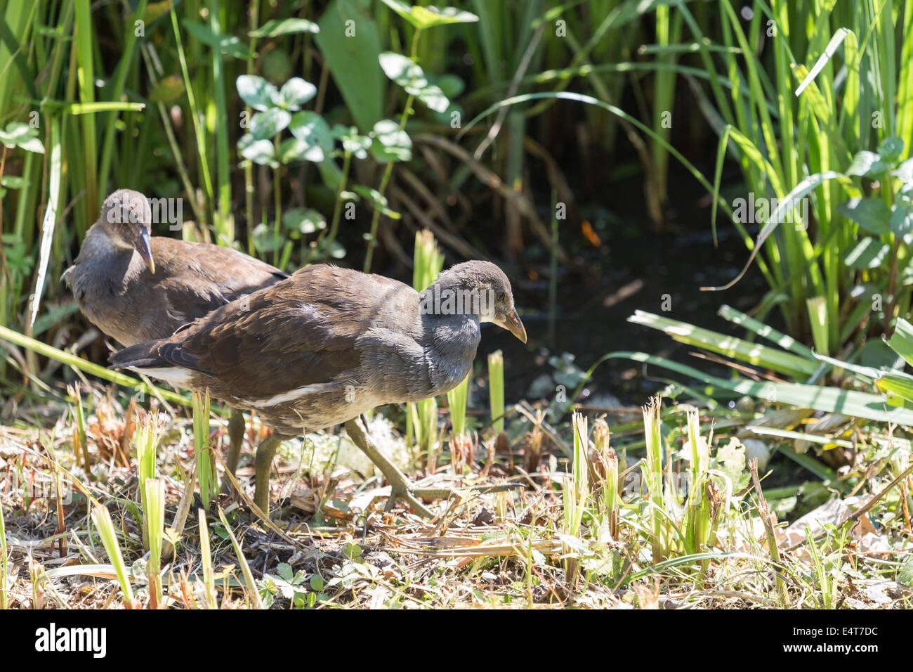 Two juvenile common moorhens (Gallinula chloropus) in a reed bed at Arundel Wildfowl and Wetlands Trust Stock Photo