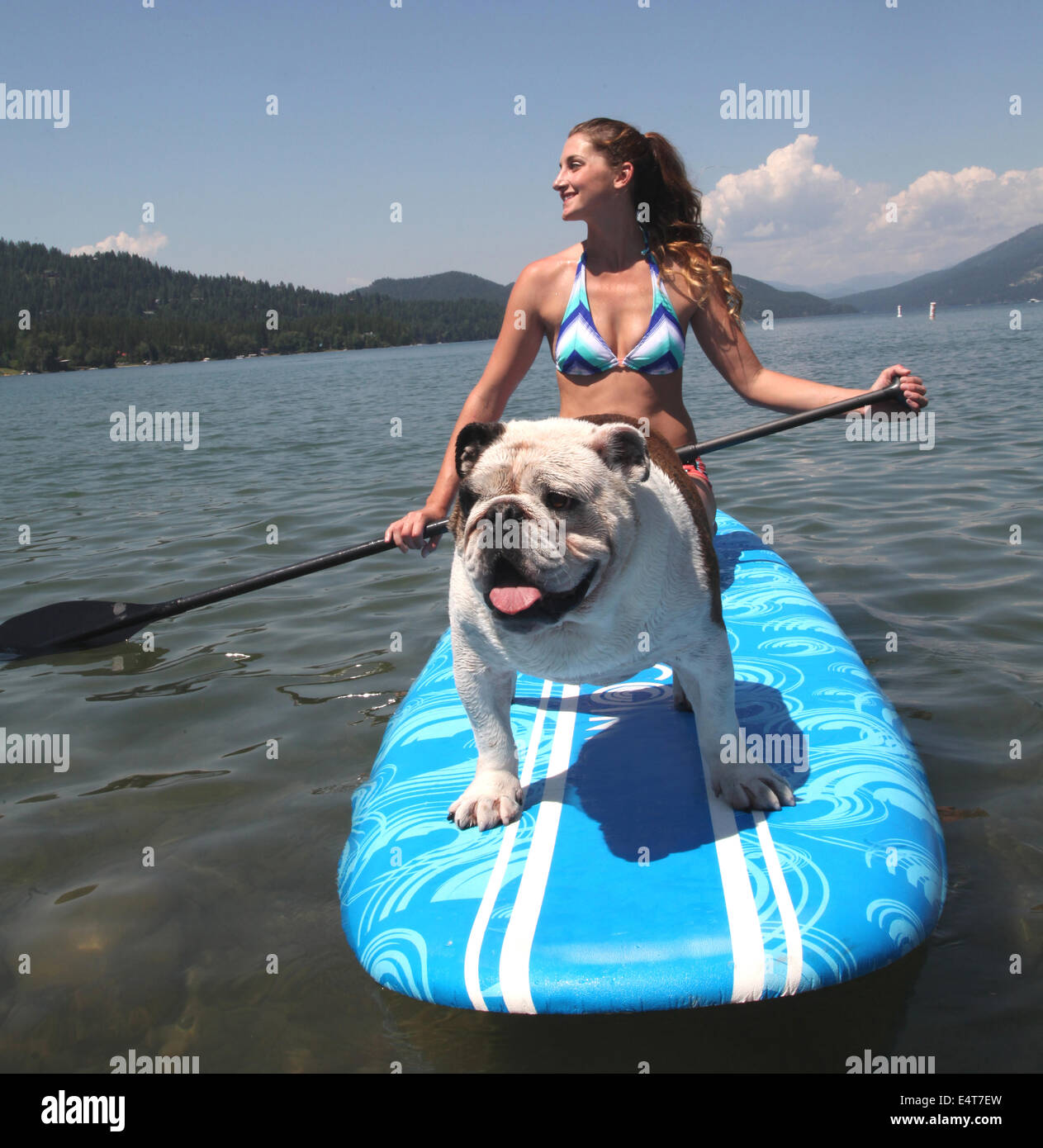 Bulldog riding on paddle board on lake. Stock Photo