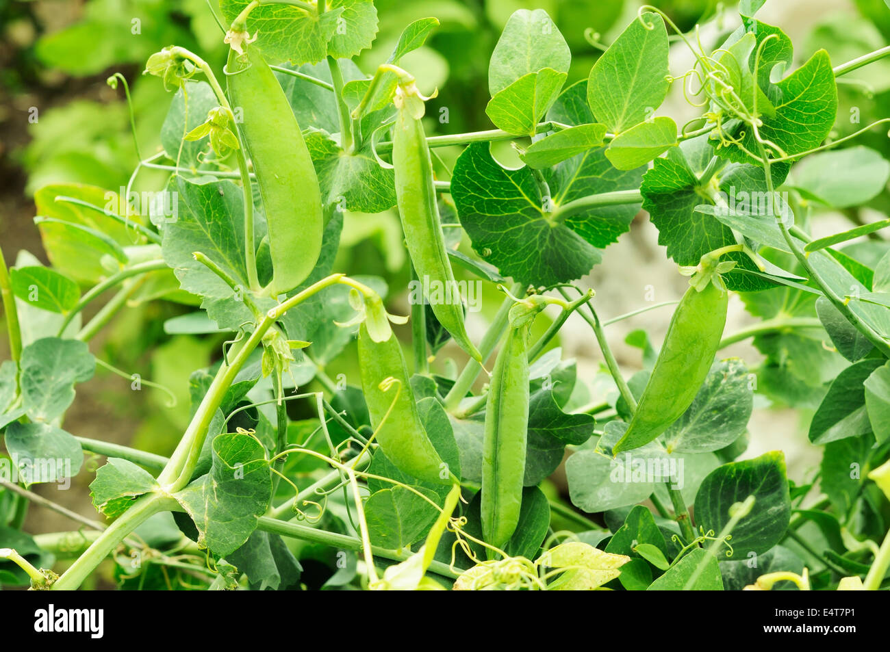 bush of peas with young pods growing Stock Photo