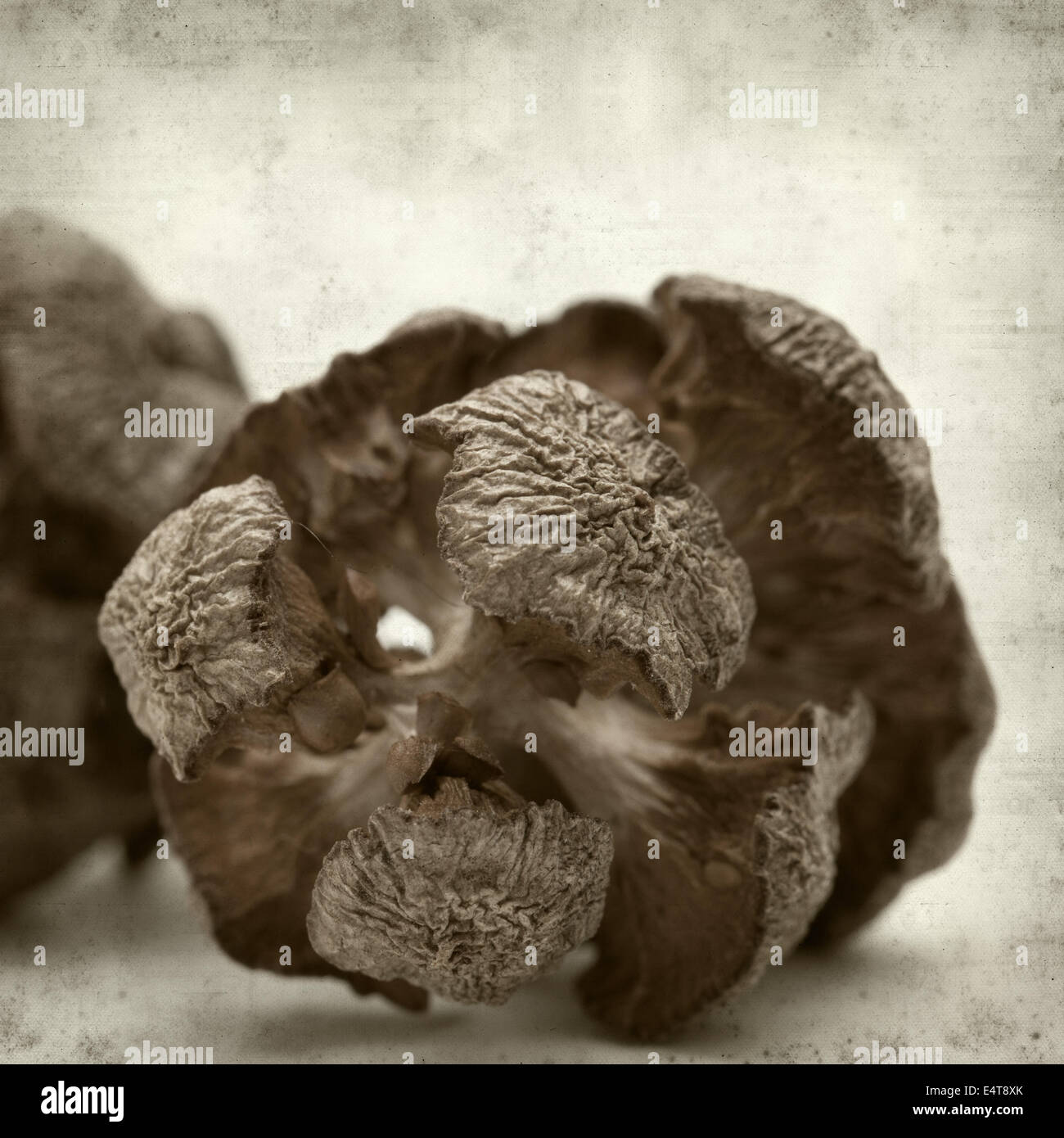 textured old paper background with cypress tree cone Stock Photo - Alamy