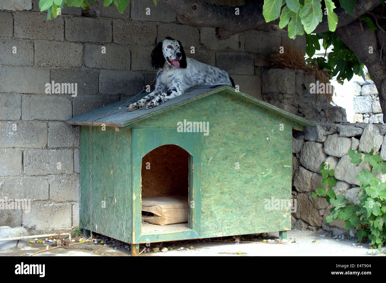 Dalmatian dog laying on the roof of dog house Stock Photo