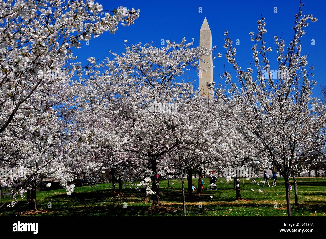 Washington, DC Flowering cherry trees at peak bloom on the National Mall and the Washington