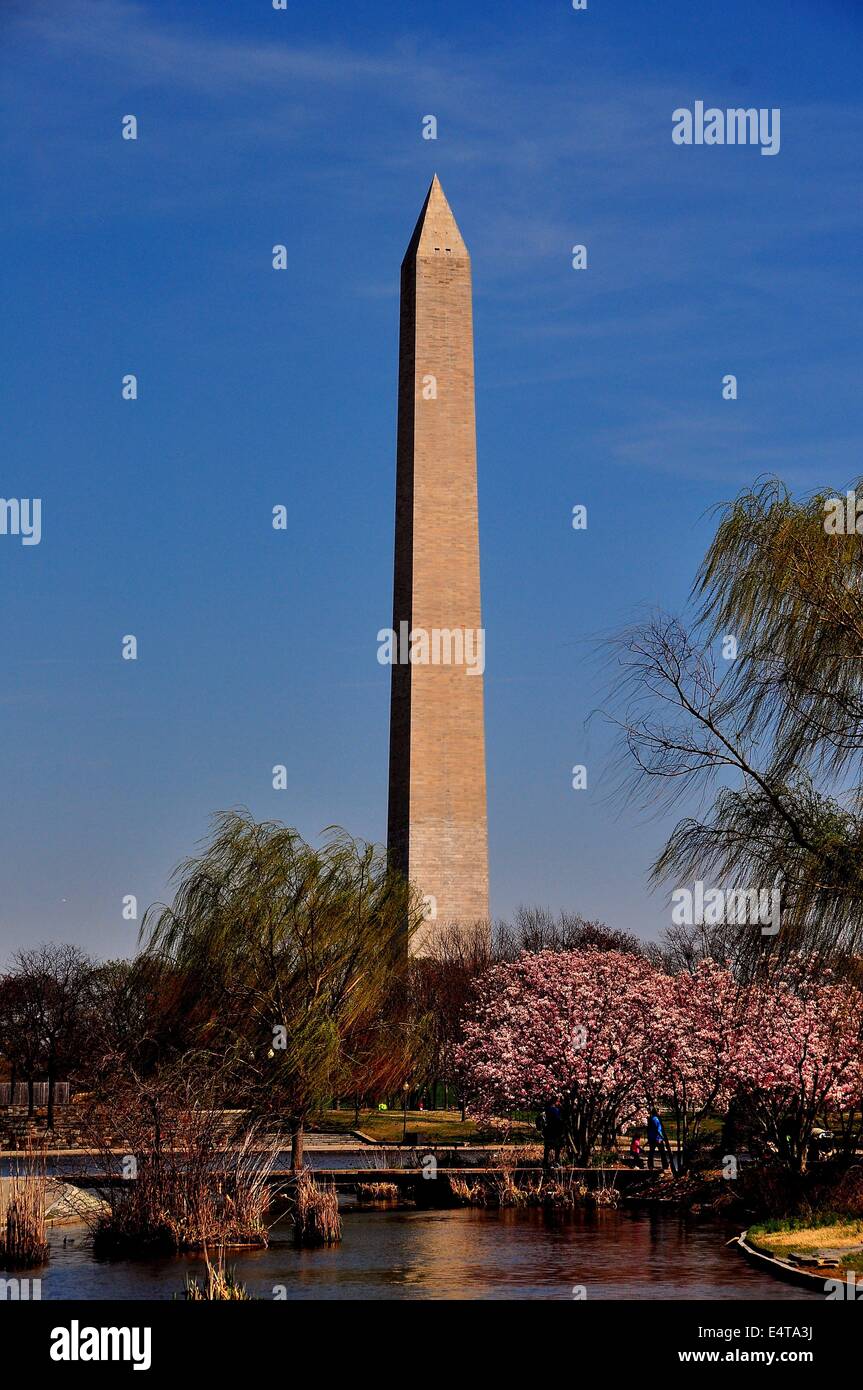 Washington, DC:  Flowering Magnolias and the Washington Monument on the National Mall  * Stock Photo