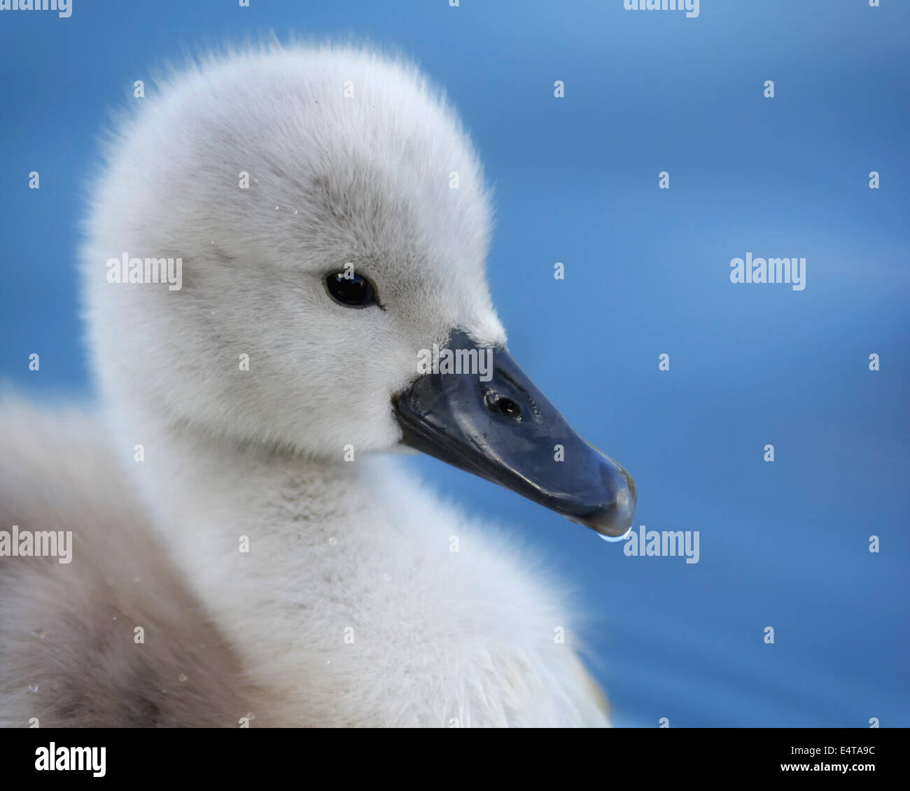 A close-up of a 10 day old cygnet on a pond Stock Photo