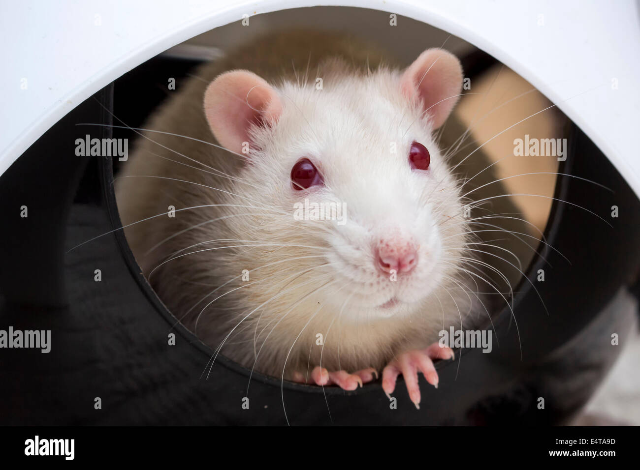 Cute Pet Rats Grooming