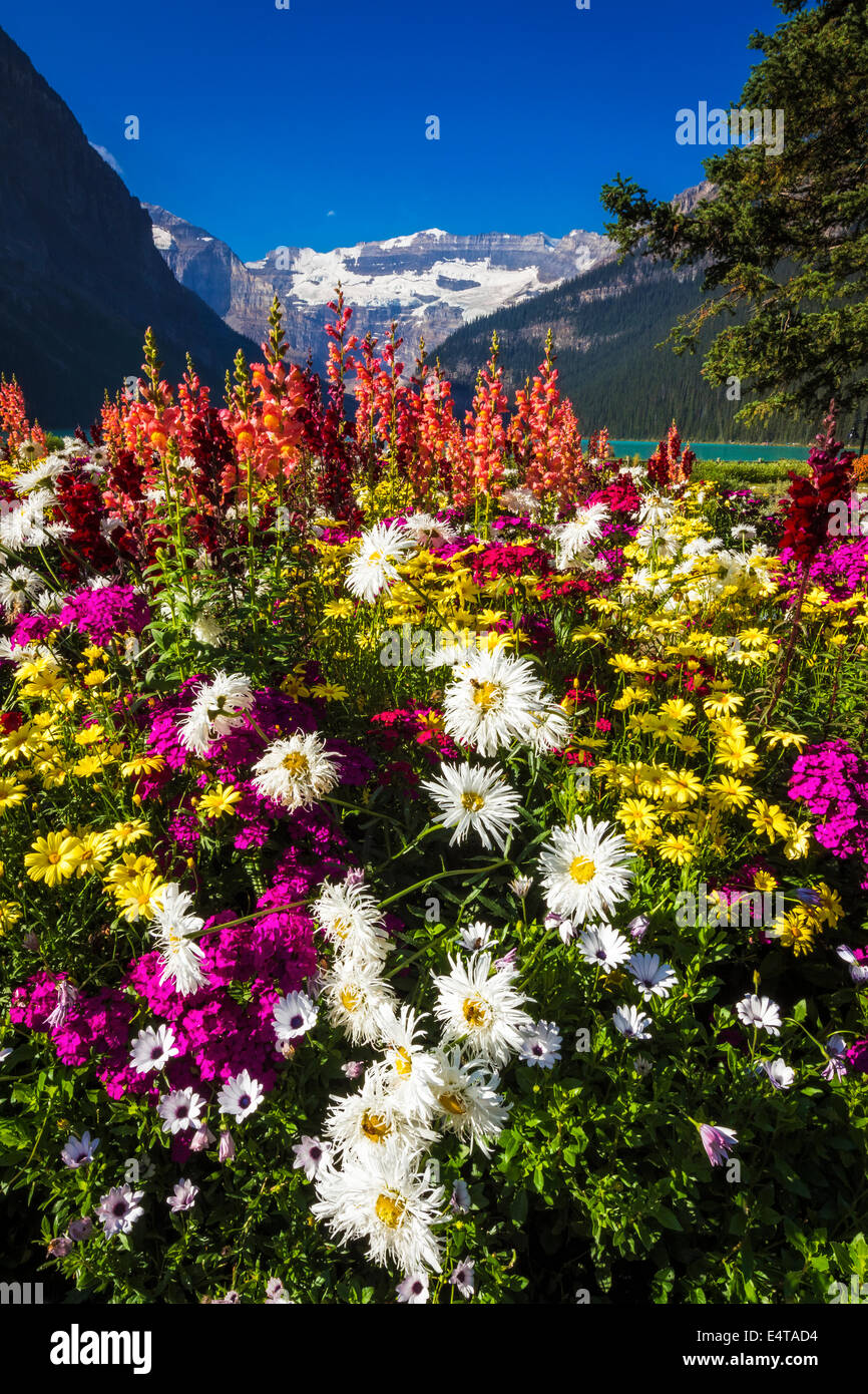 Flowers at Lake Louise under Mount Victoria, Banff National Park