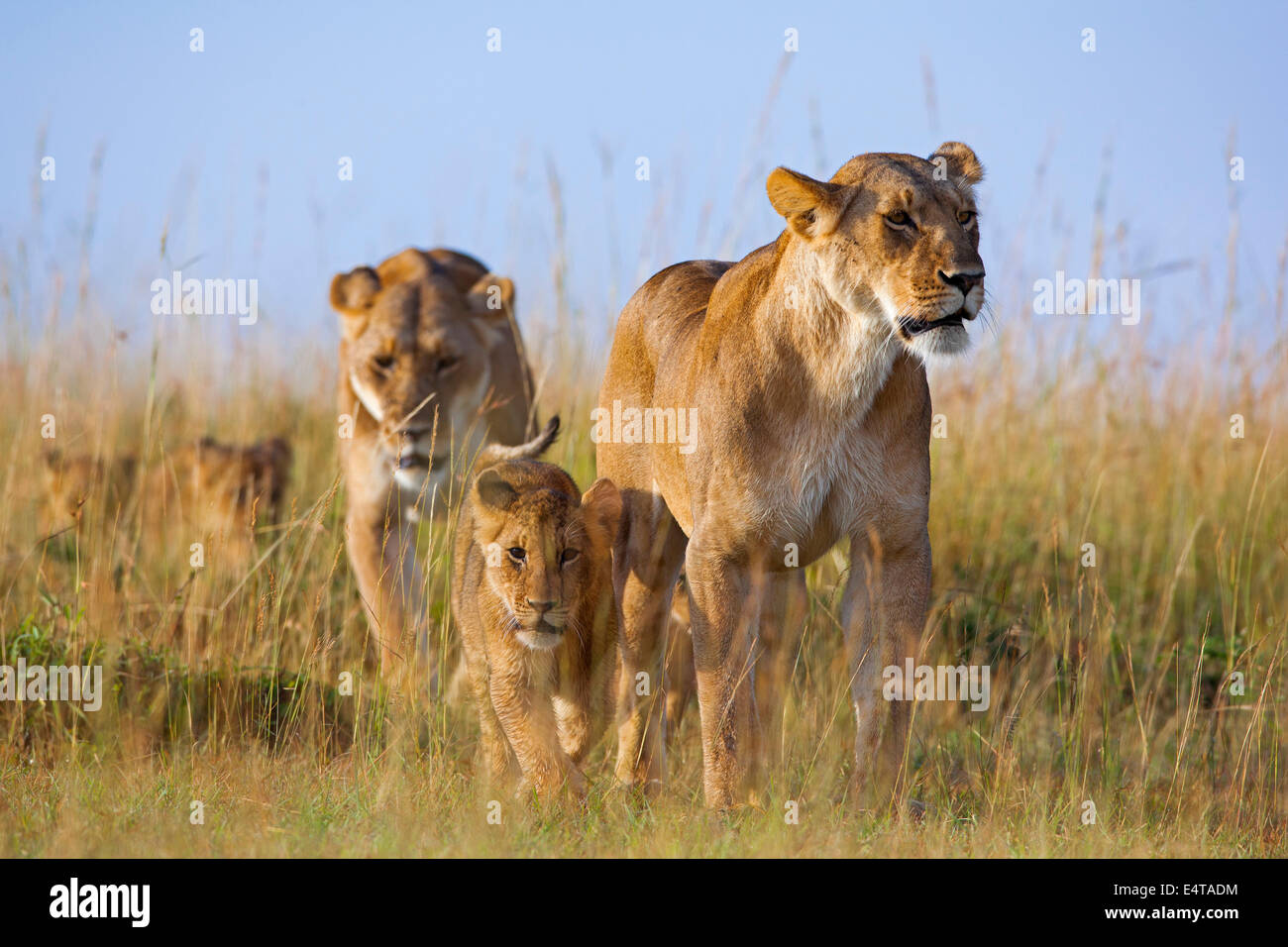 African Lions (Panthera leo) in Grassland, Masai Mara National Reserve ...