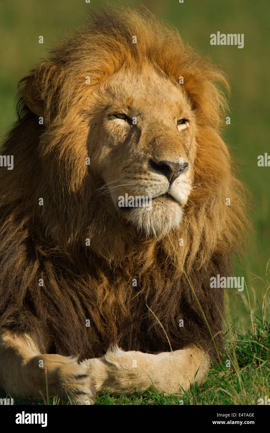 Portrait of Male Lion (Panthera leo), Masai Mara National Reserve ...