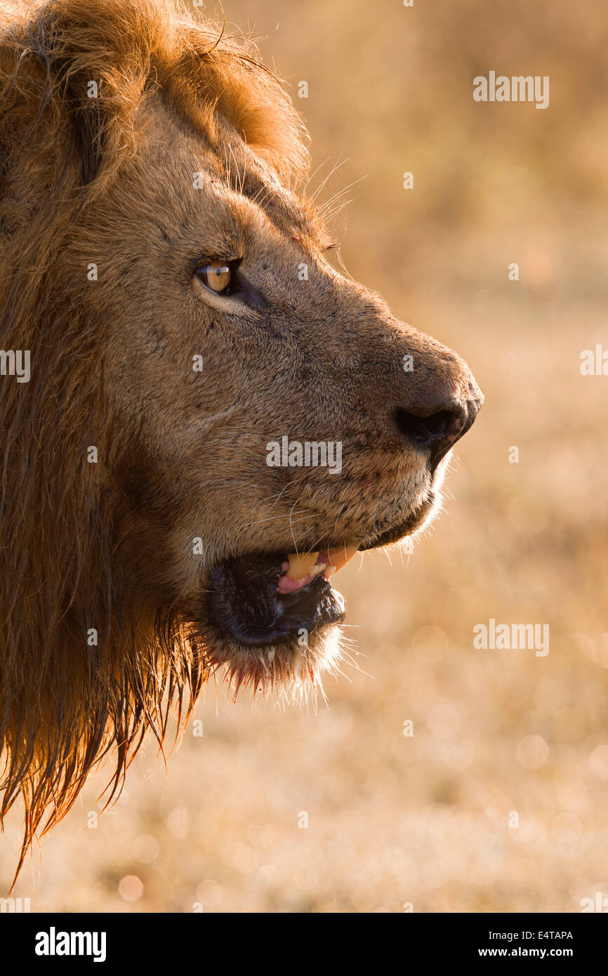 Portrait of Male Lion (Panthera leo), Masai Mara National Reserve ...