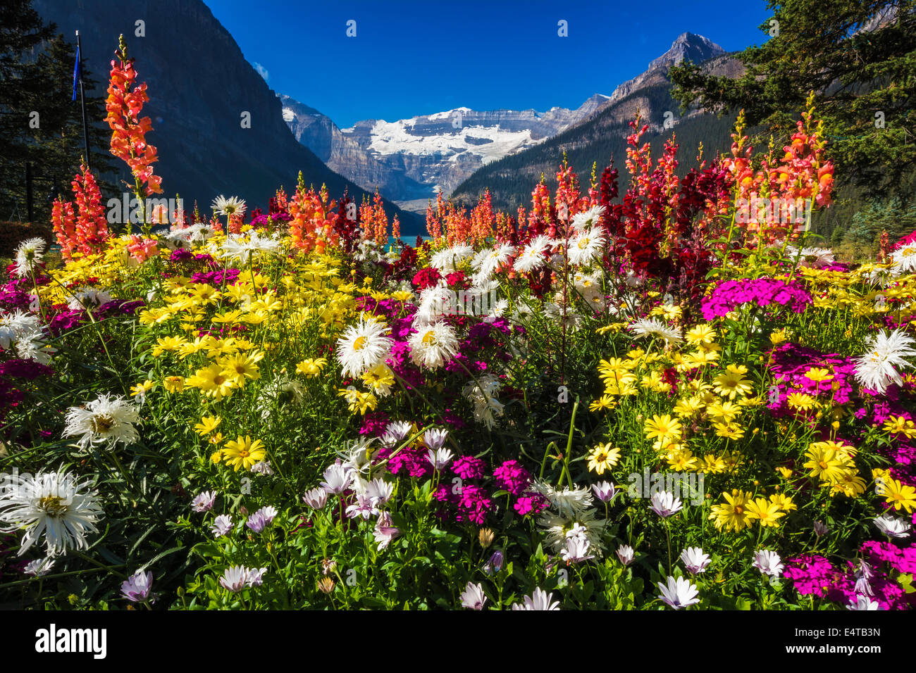 Flowers at Lake Louise under Mount Victoria, Banff National Park