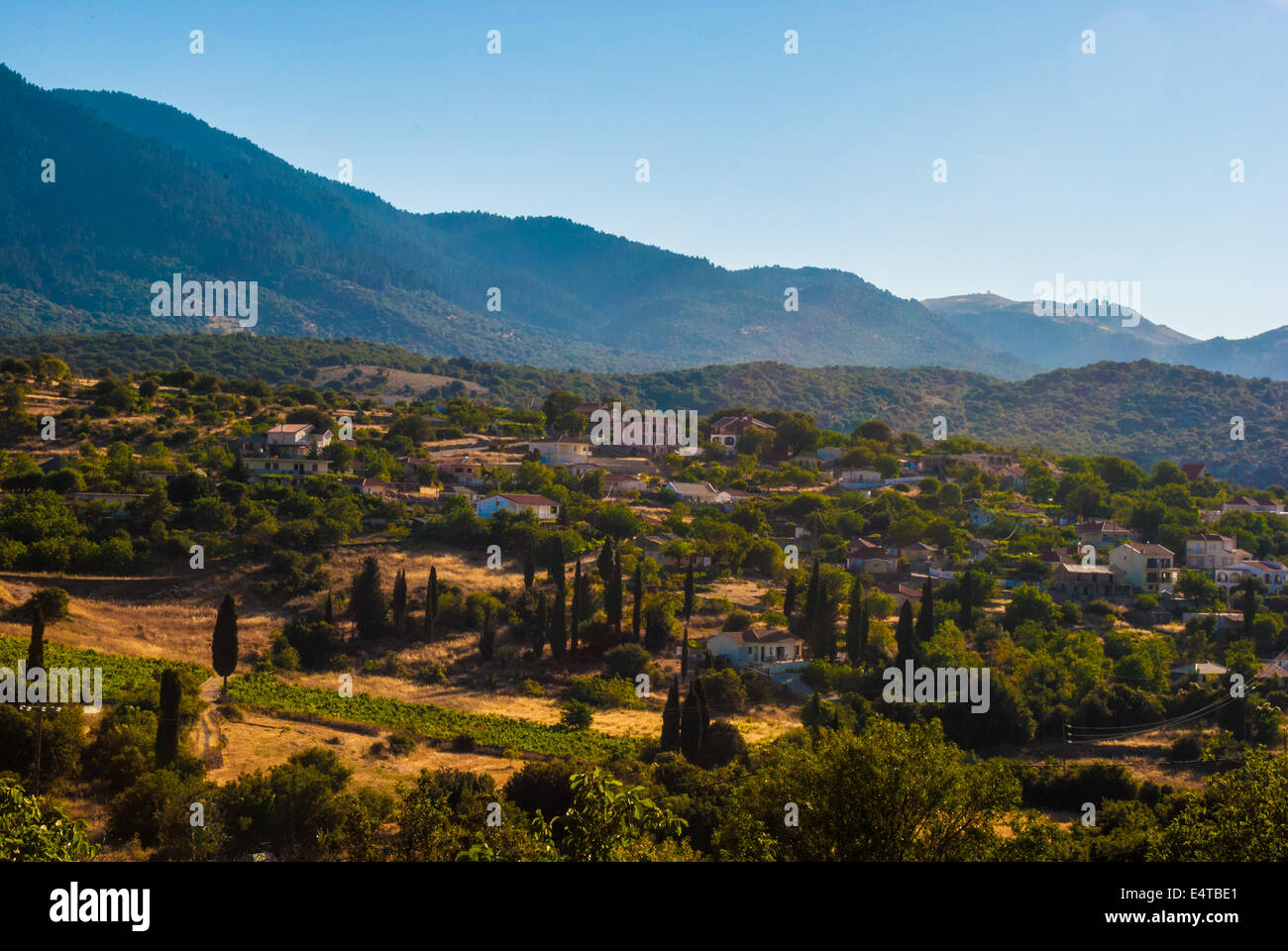 Fir Tree valley in Greece Stock Photo