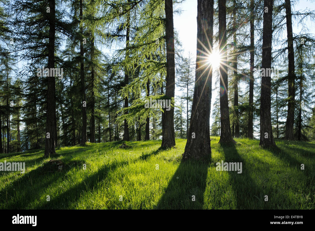 European Larch Trees (Larix decidua) Backlit by Sun, South Tyrol, Trentino Alto Adige, Dolomites, Italy Stock Photo