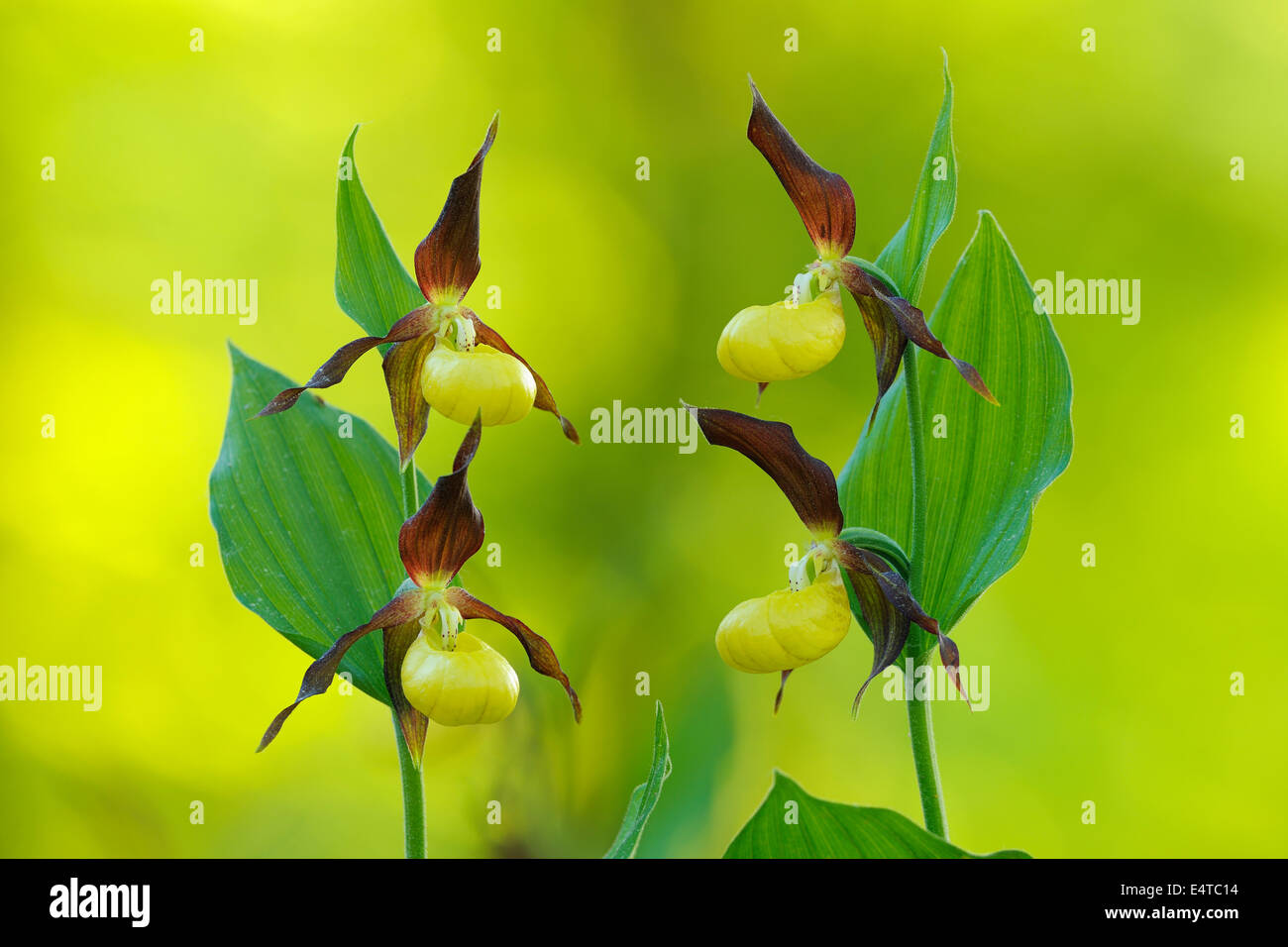 Lady´s Slipper Orchid (Cypripedium calceolus), Bavaria, Germany Stock Photo