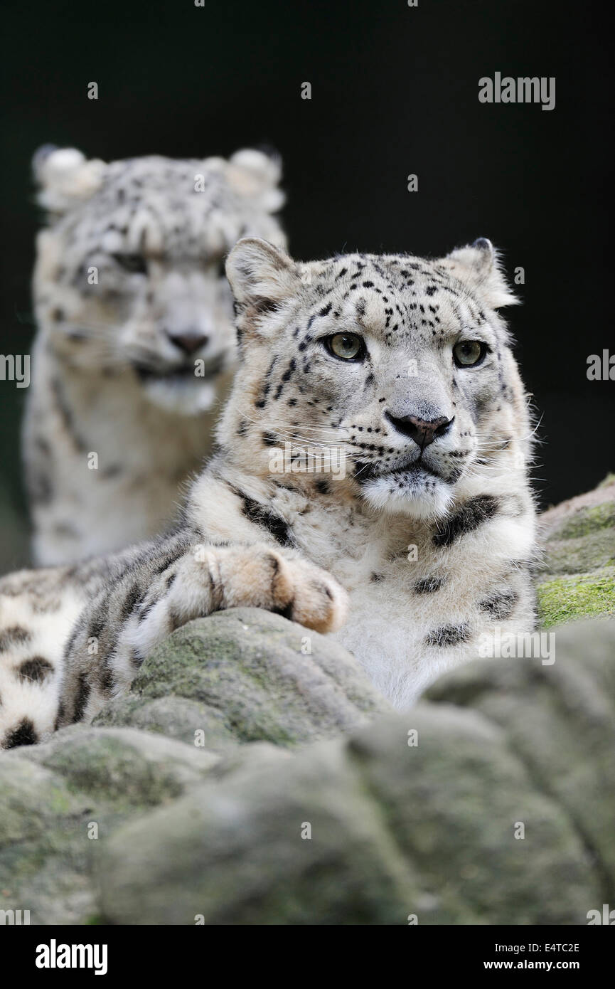 Portrait of Snow Leopards (Panthera unica) in Zoo, Nuremberg, Bavaria, Germany Stock Photo