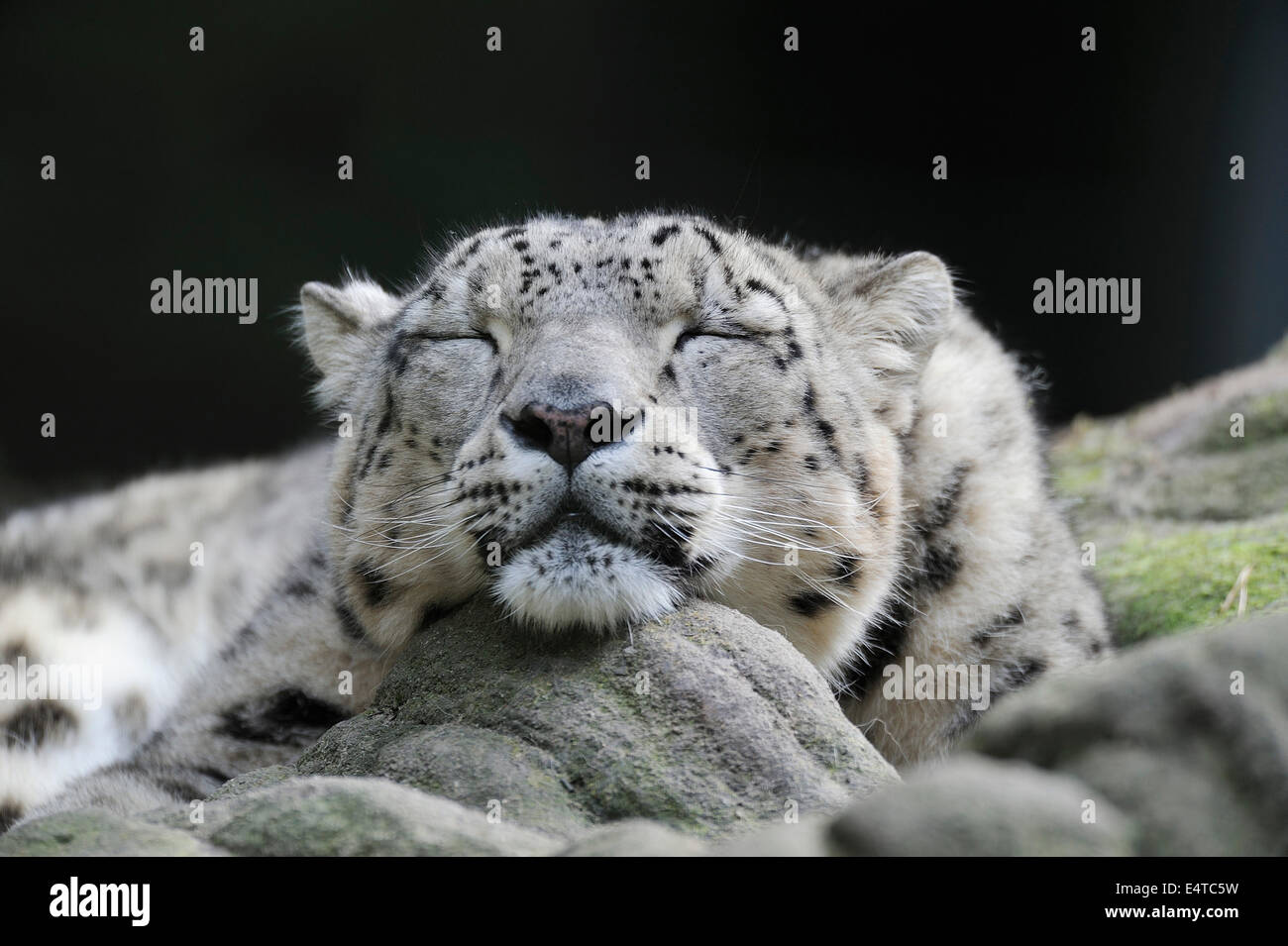 Portrait of Sleeping Snow Leopard (Panthera unica) in Zoo, Nuremberg, Bavaria, Germany Stock Photo