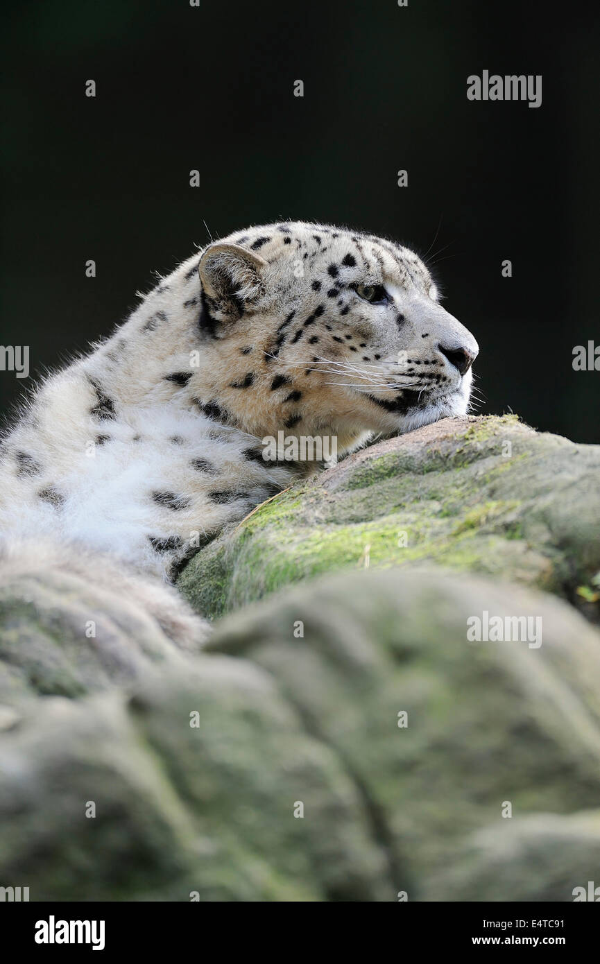 Portrait of Snow Leopard (Panthera unica) in Zoo, Nuremberg, Bavaria, Germany Stock Photo