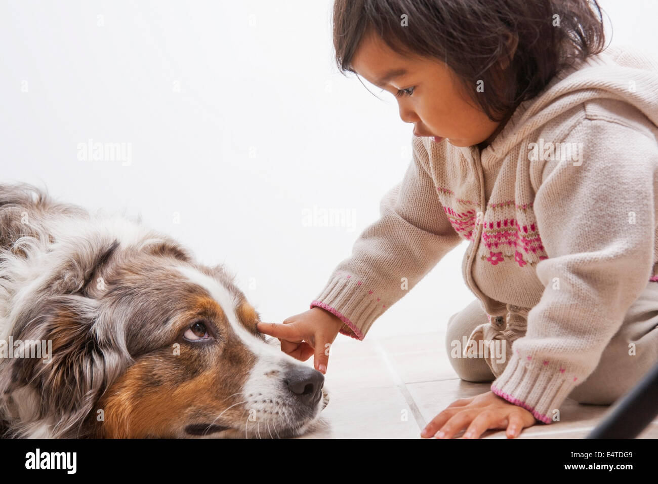 Toddler Girl touching Australian Shapherd Dog's Eye Stock Photo