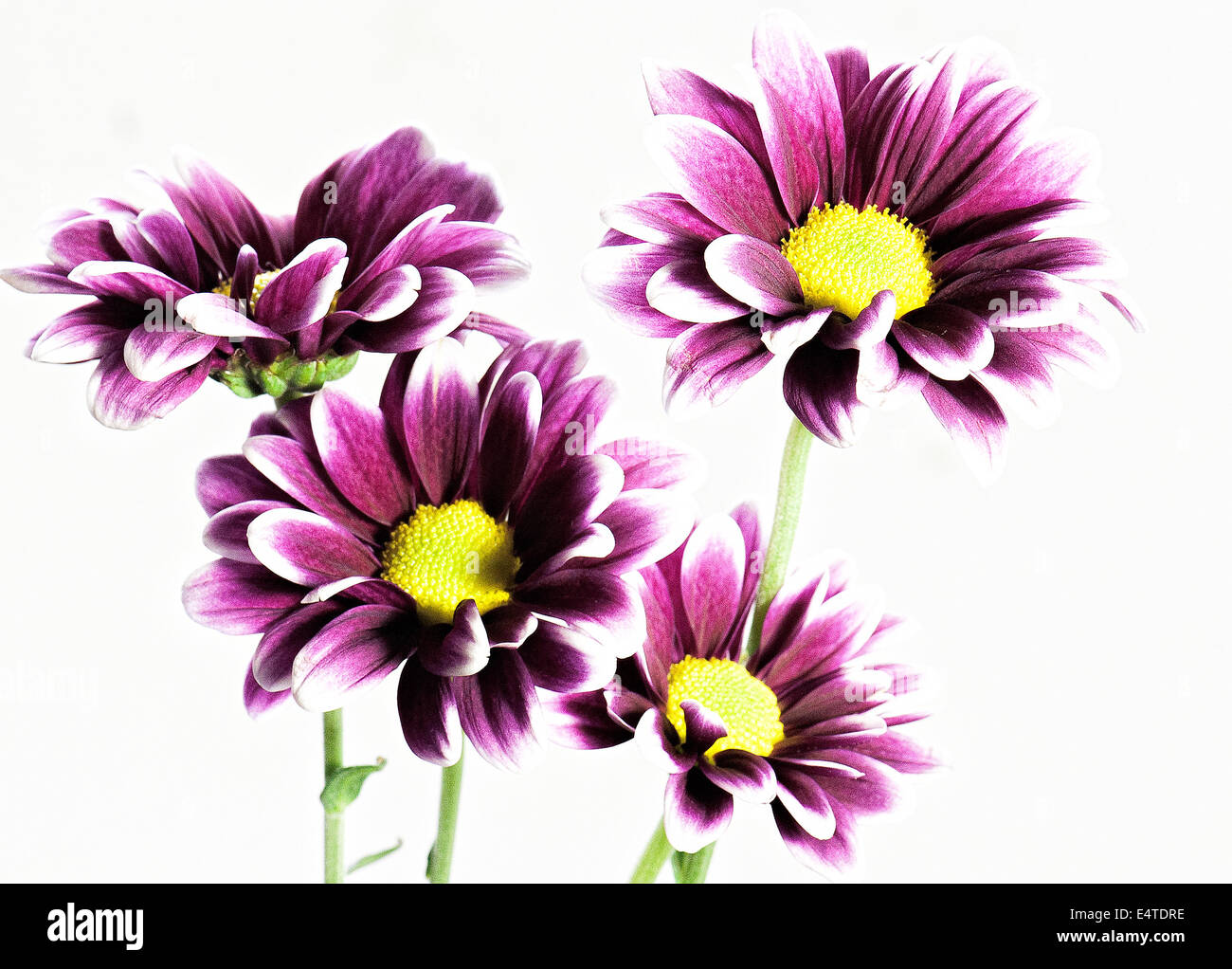 Purple and white daisy hi-res stock photography and images - Alamy
