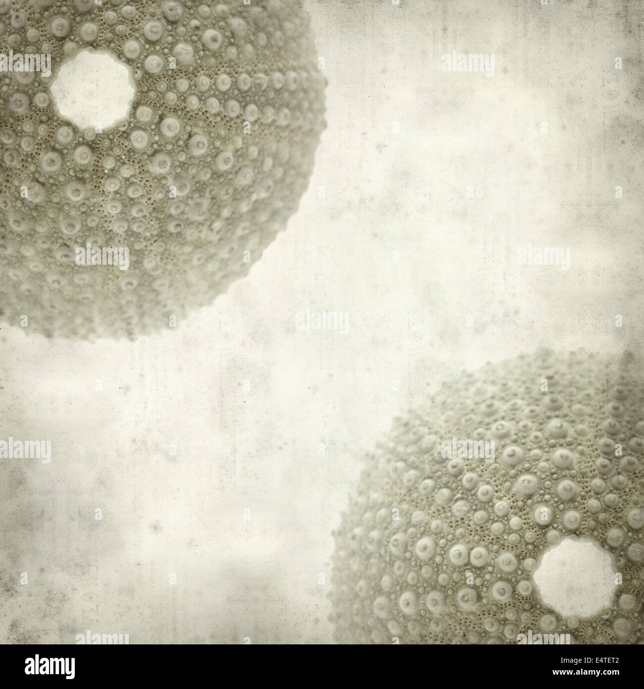 textured old paper background with sea urchin skeleton Stock Photo - Alamy