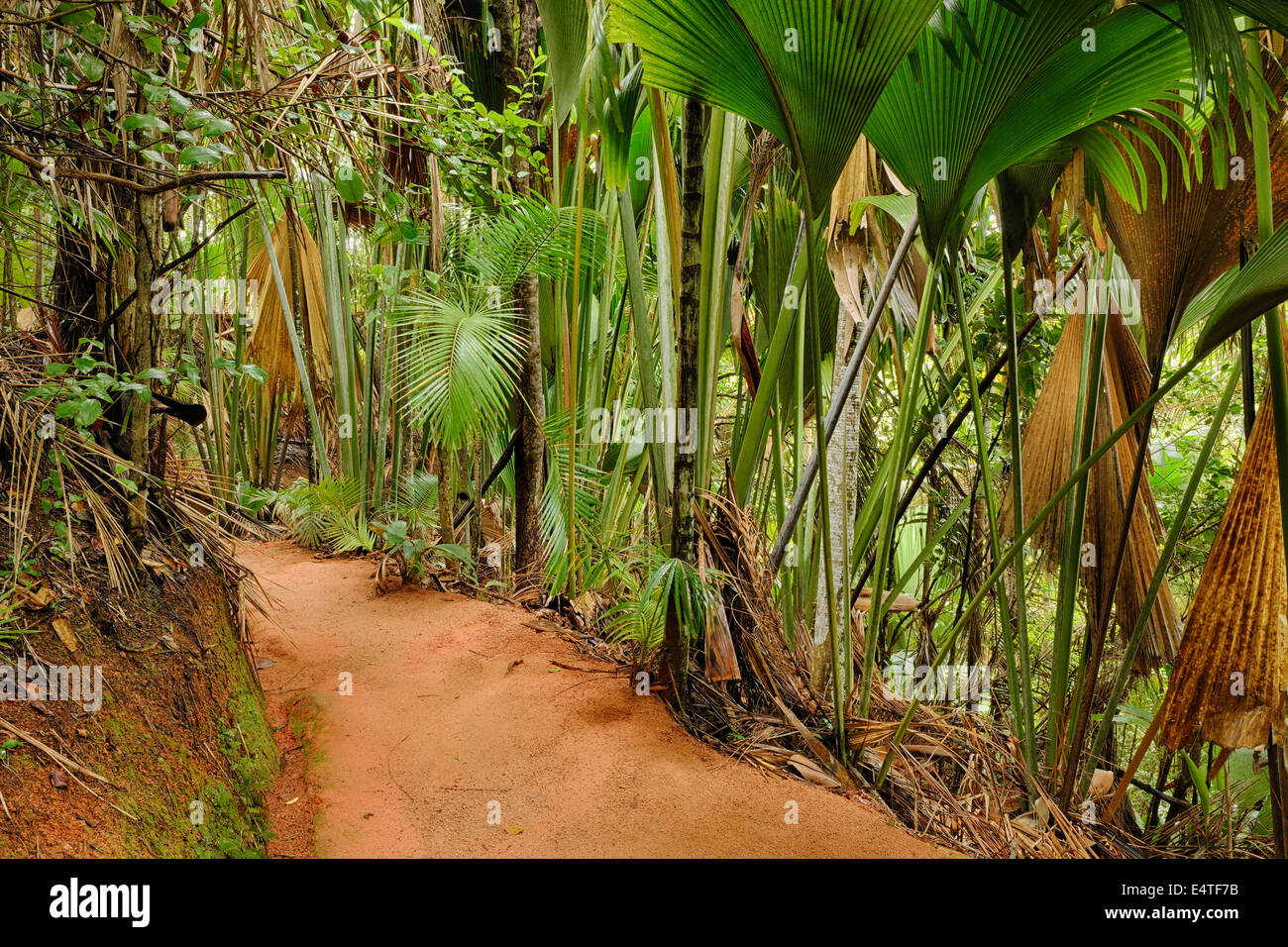 through Rainforest, Vallee de Preserve, Praslin, Seychelles Stock Photo - Alamy