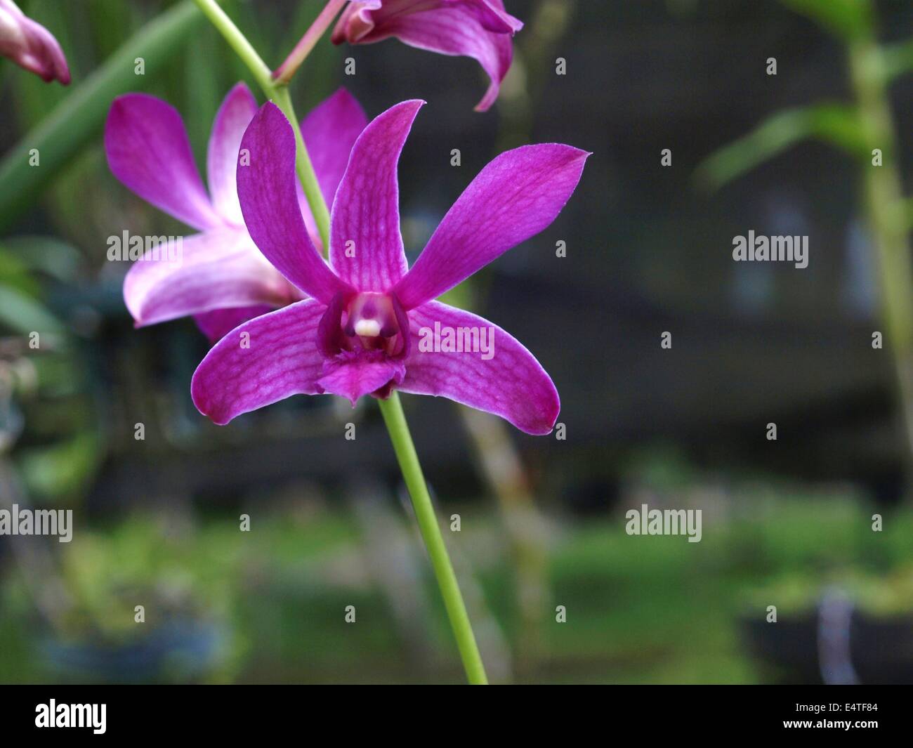 purple cymbidium orchid Stock Photo - Alamy