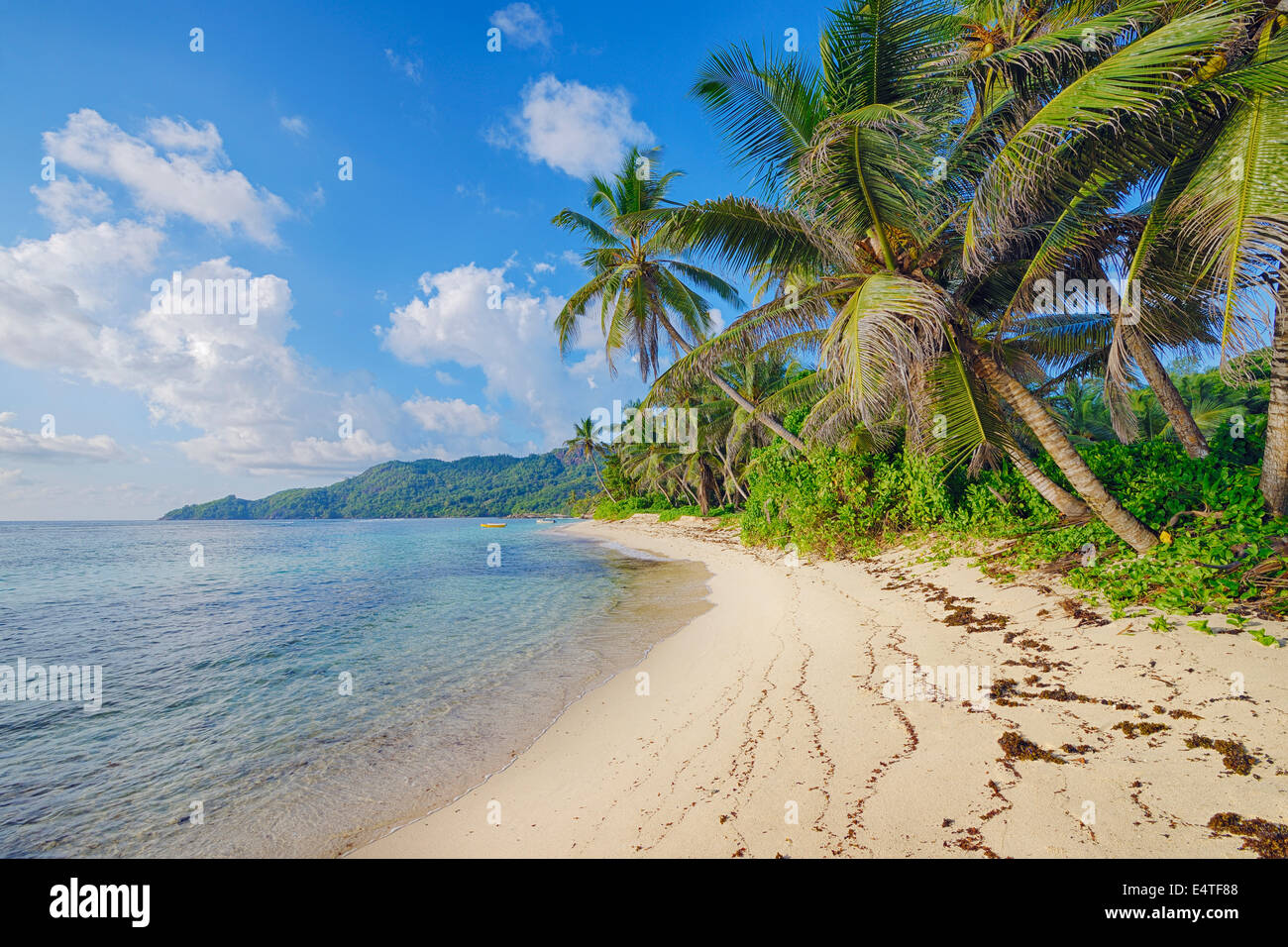 Anse Forbans Shoreline with Palm Trees, Mahe, Seychelles Stock Photo
