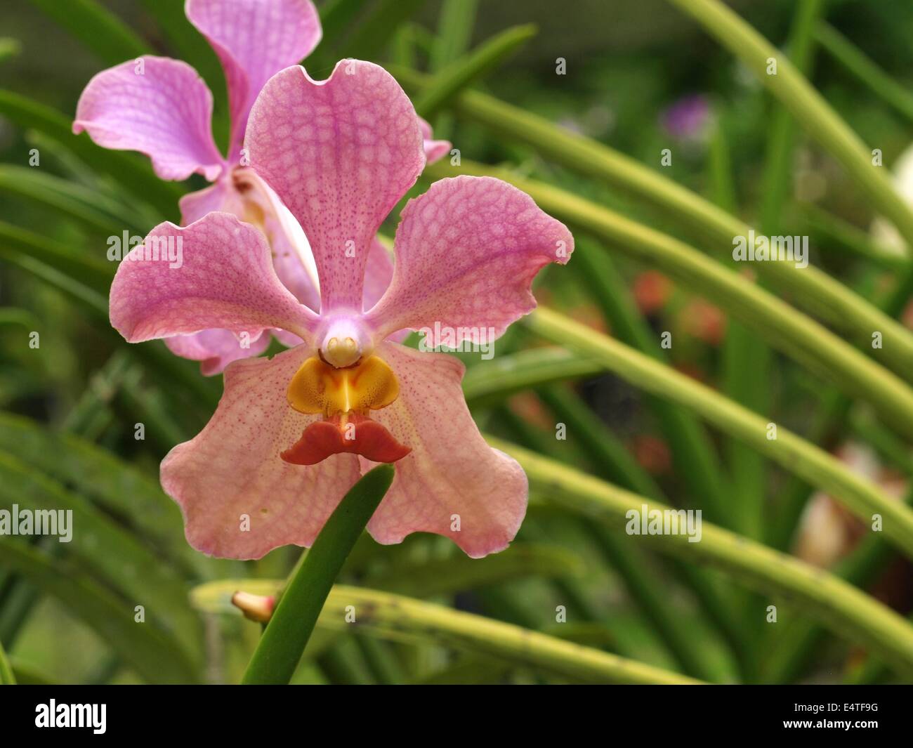 pink cymbidium orchid Stock Photo